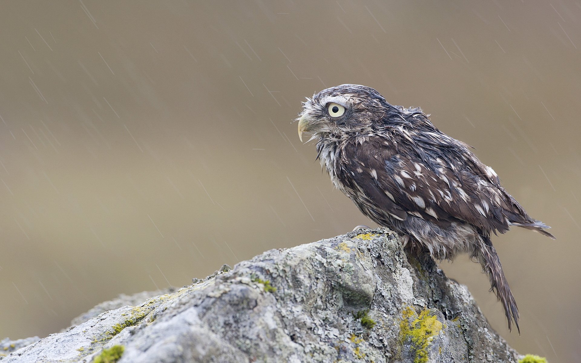 eule küken vogel rock stein nass regen moos