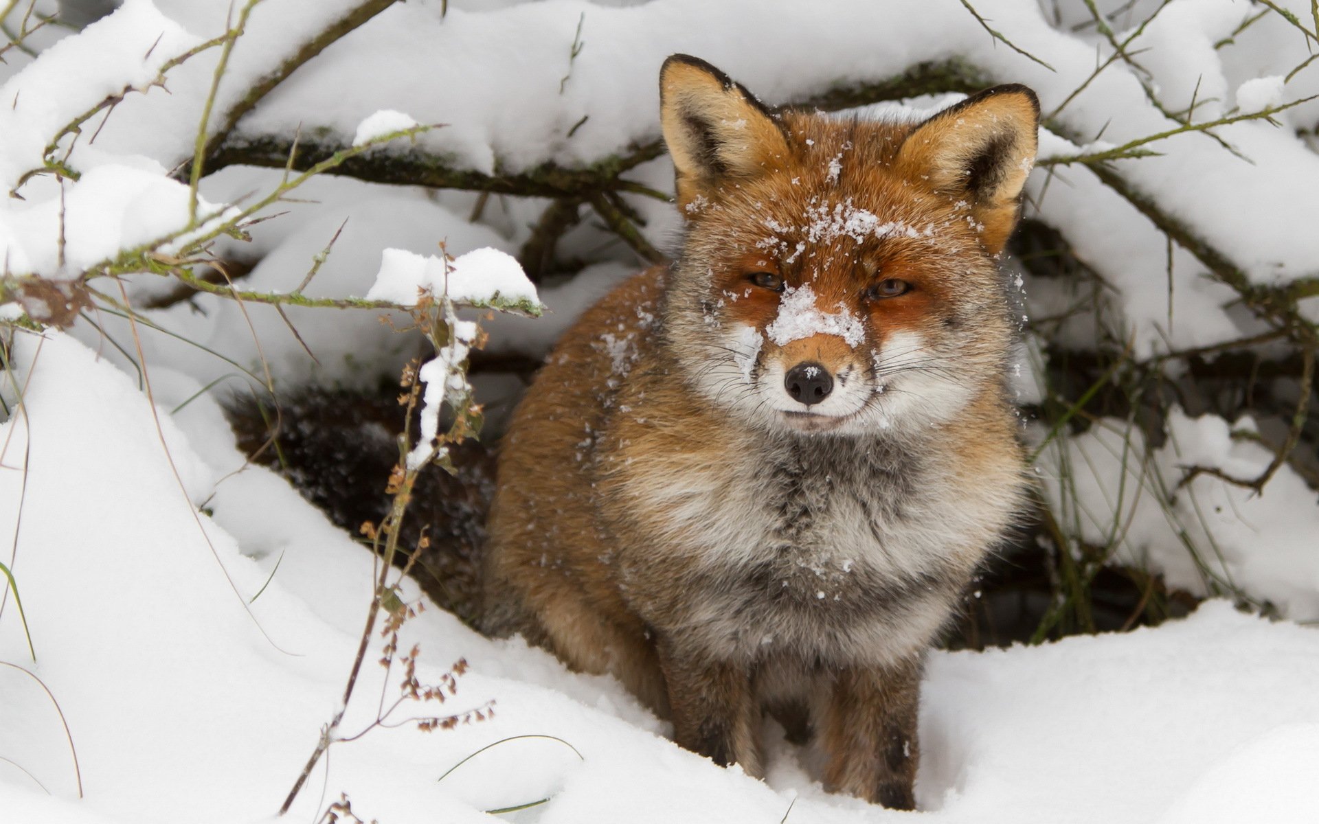 fox winter snow