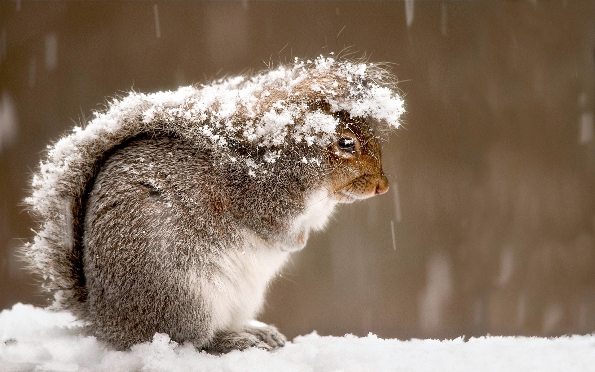 écureuil fourrure laine moelleux queue neige hiver