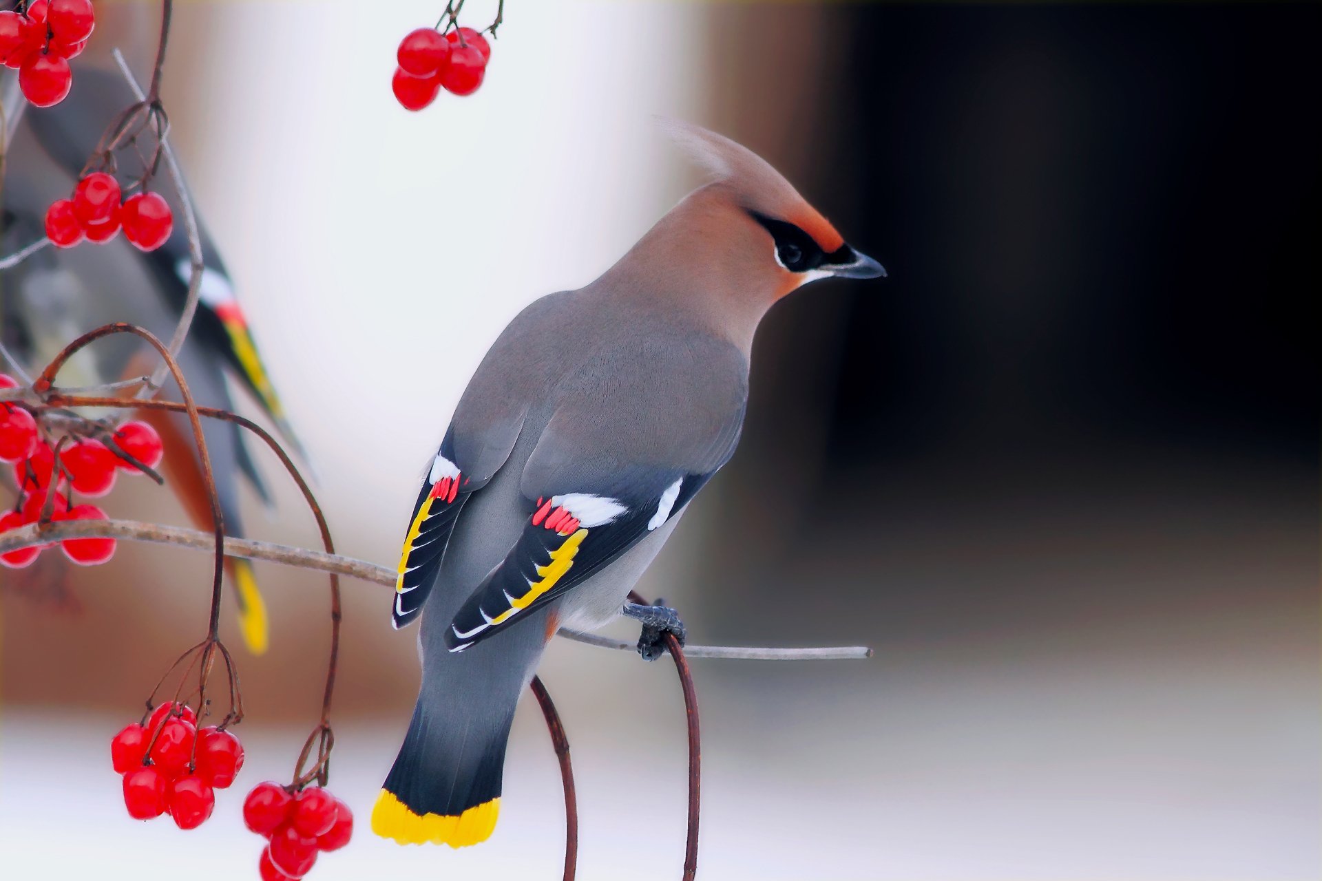 bird waxwing nice kalina branche