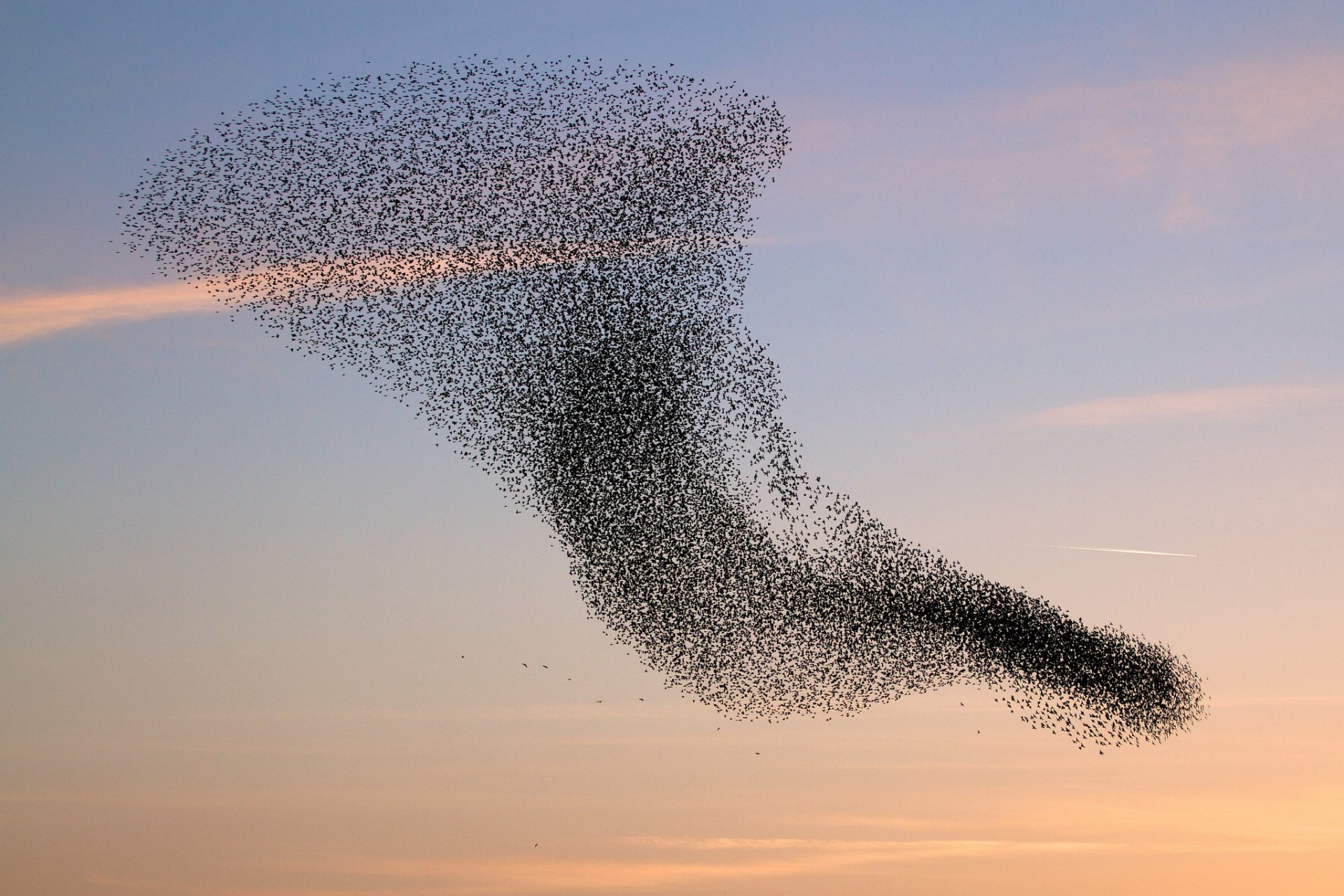 vögel rudel schwarm wirbel