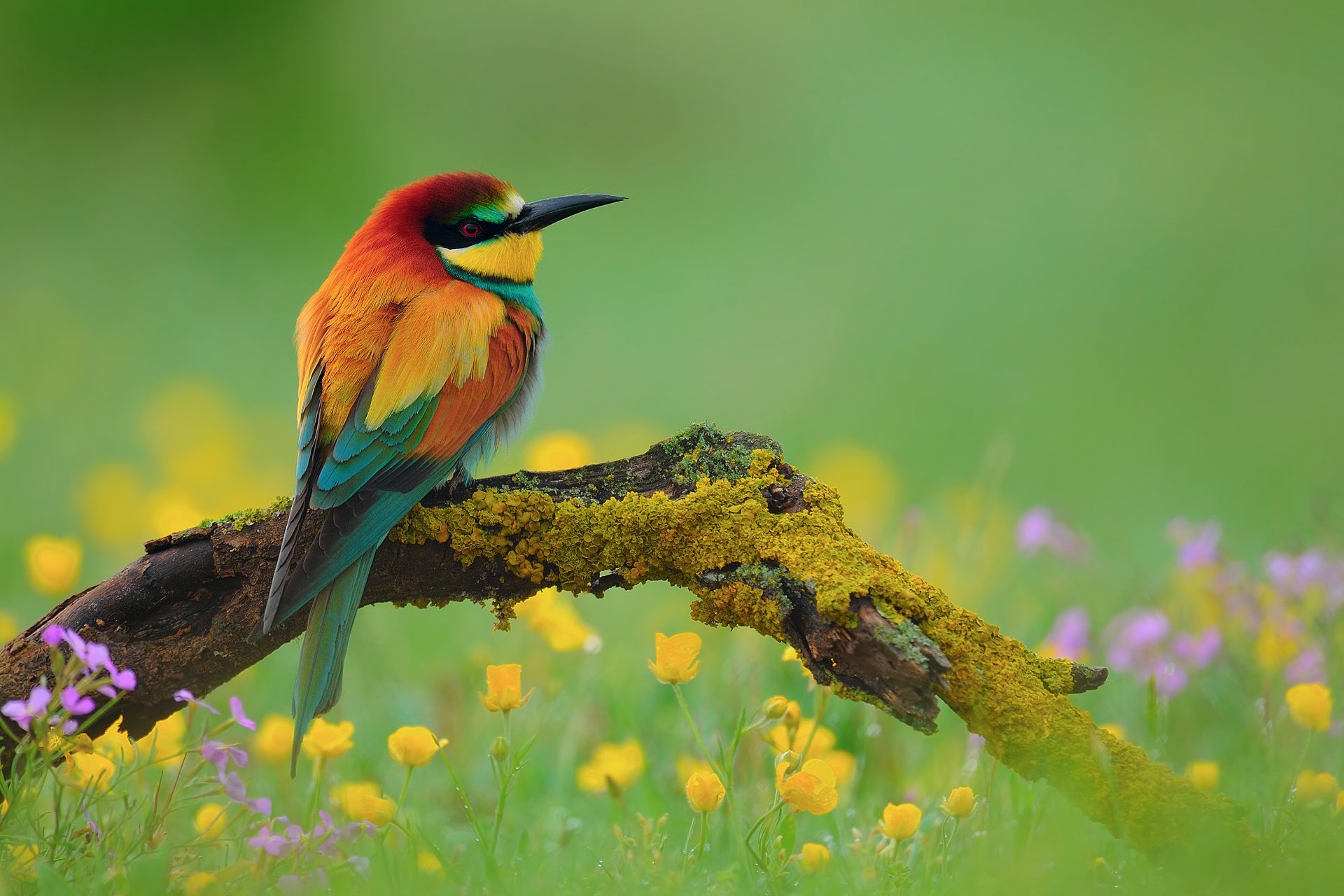 oiseau apiculteur brochet d or fleurs branche