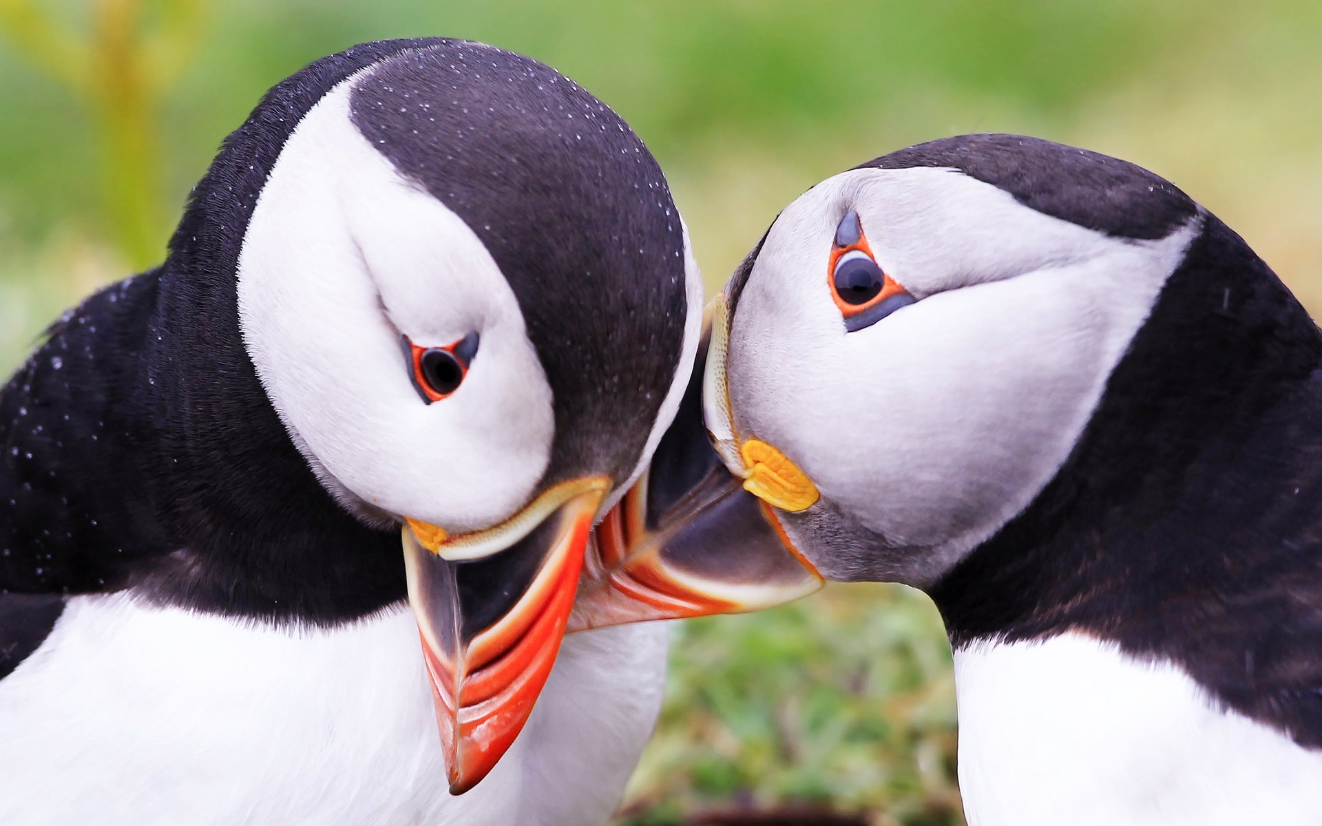 uccelli puffino atlantico fratercula arctica puffini