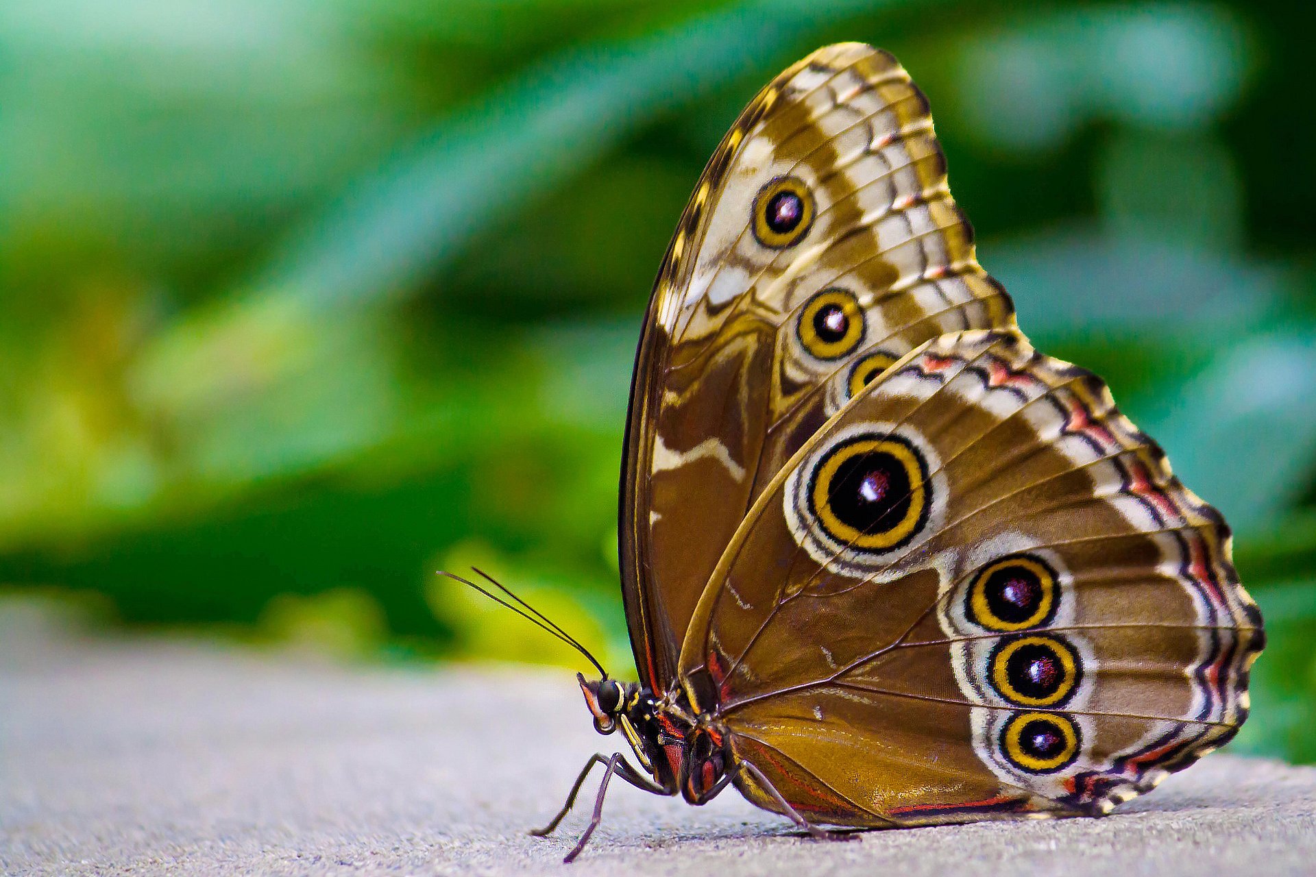 motyl morpho brązowy ukryty oczy siedzi