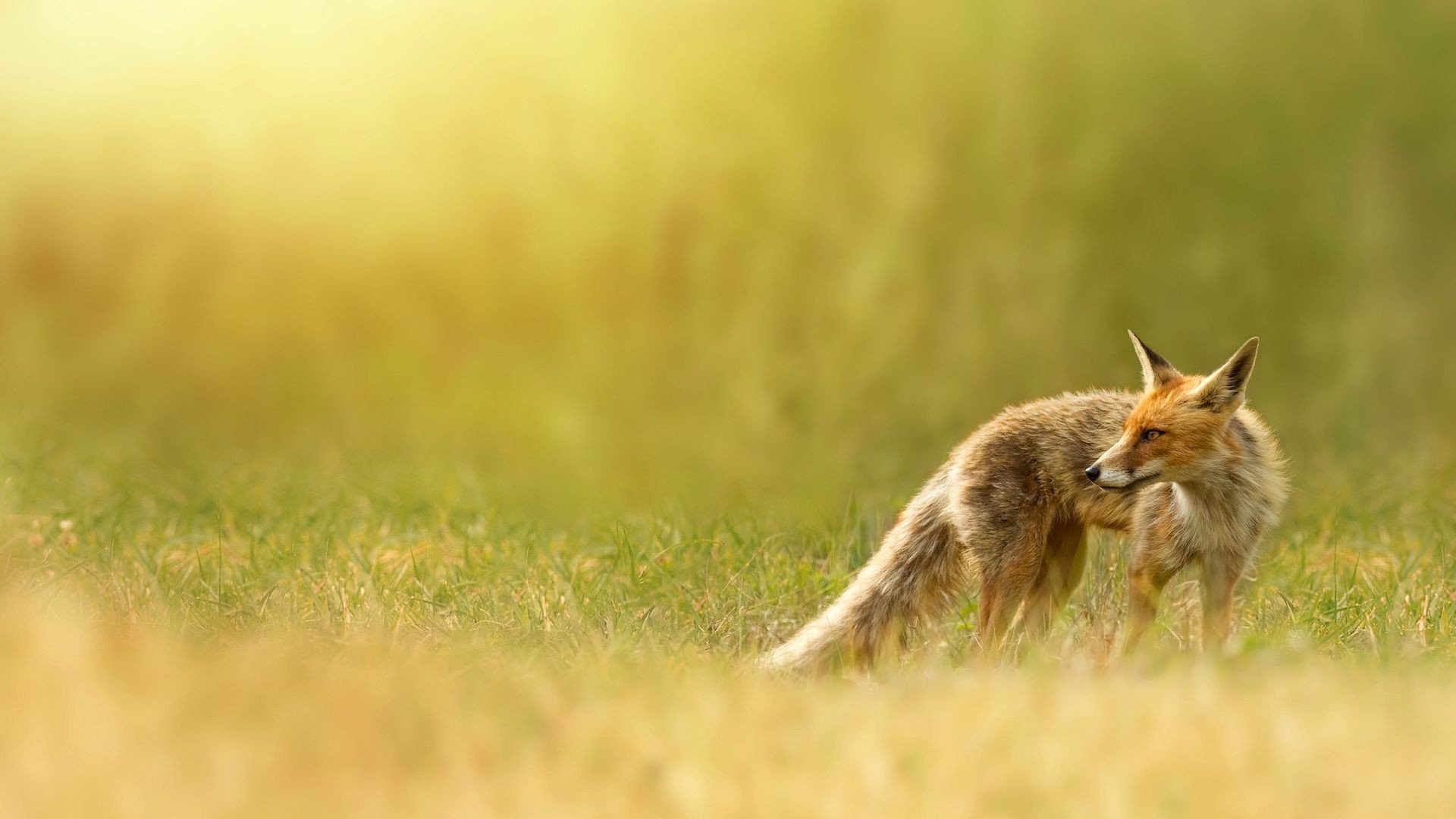 renard renard rousse nature herbe