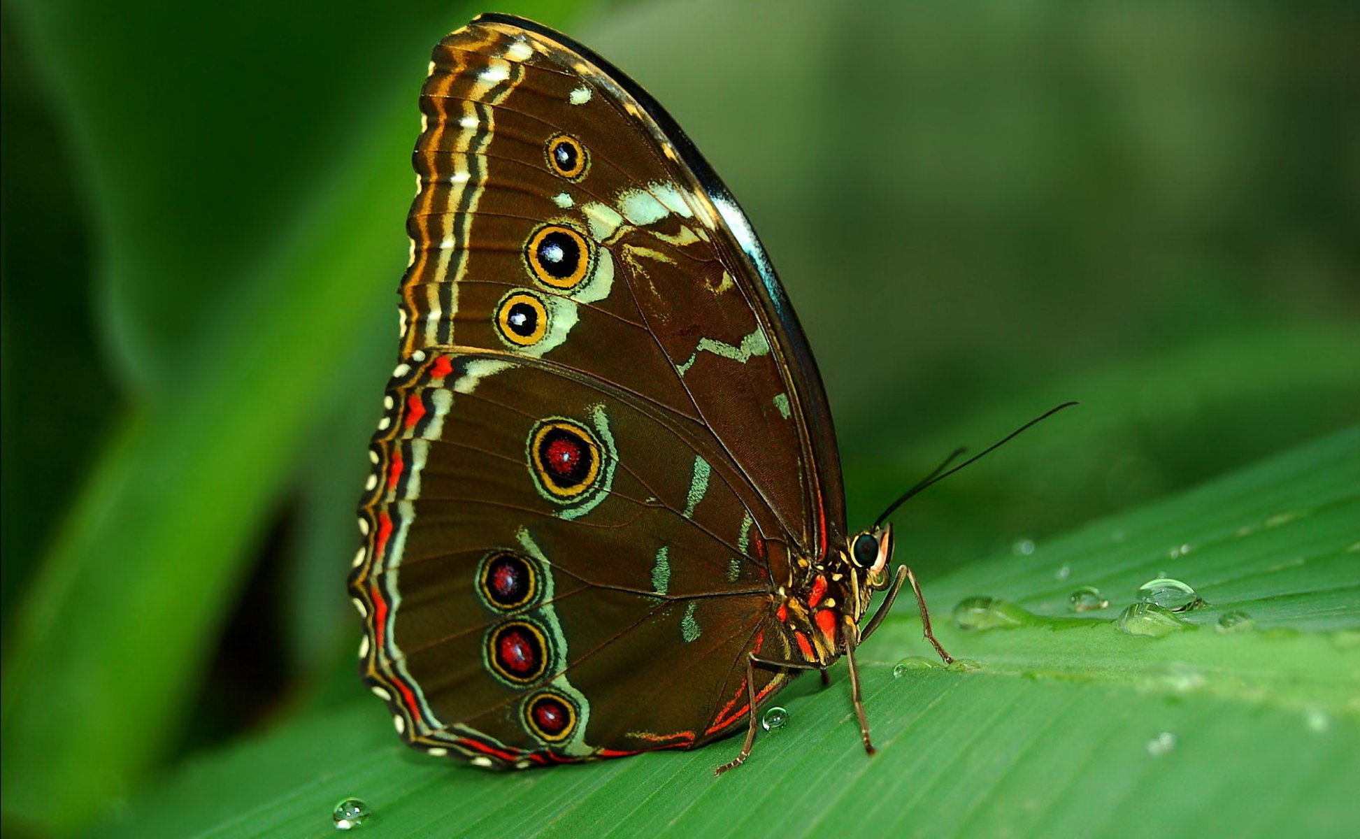 papillon tropiques morpho sous-espèce yeux feuille rosée