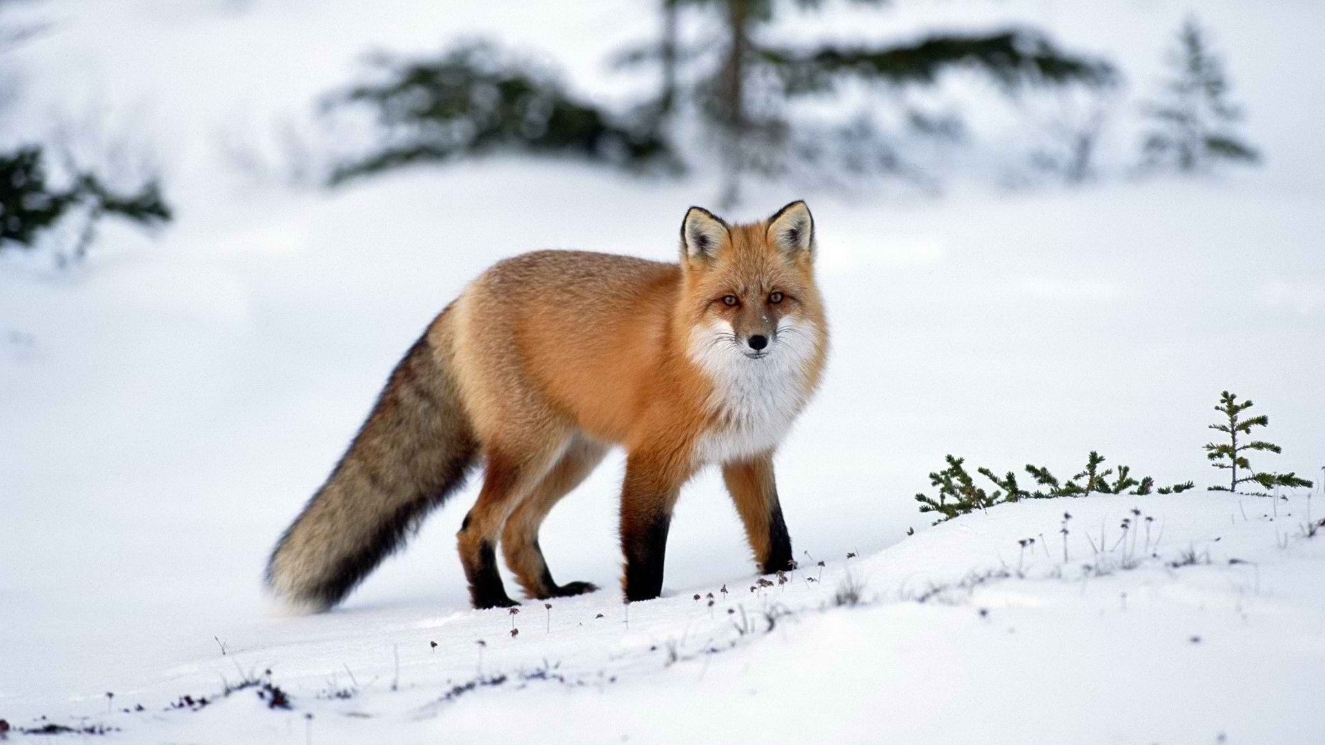 fox fox winter snow