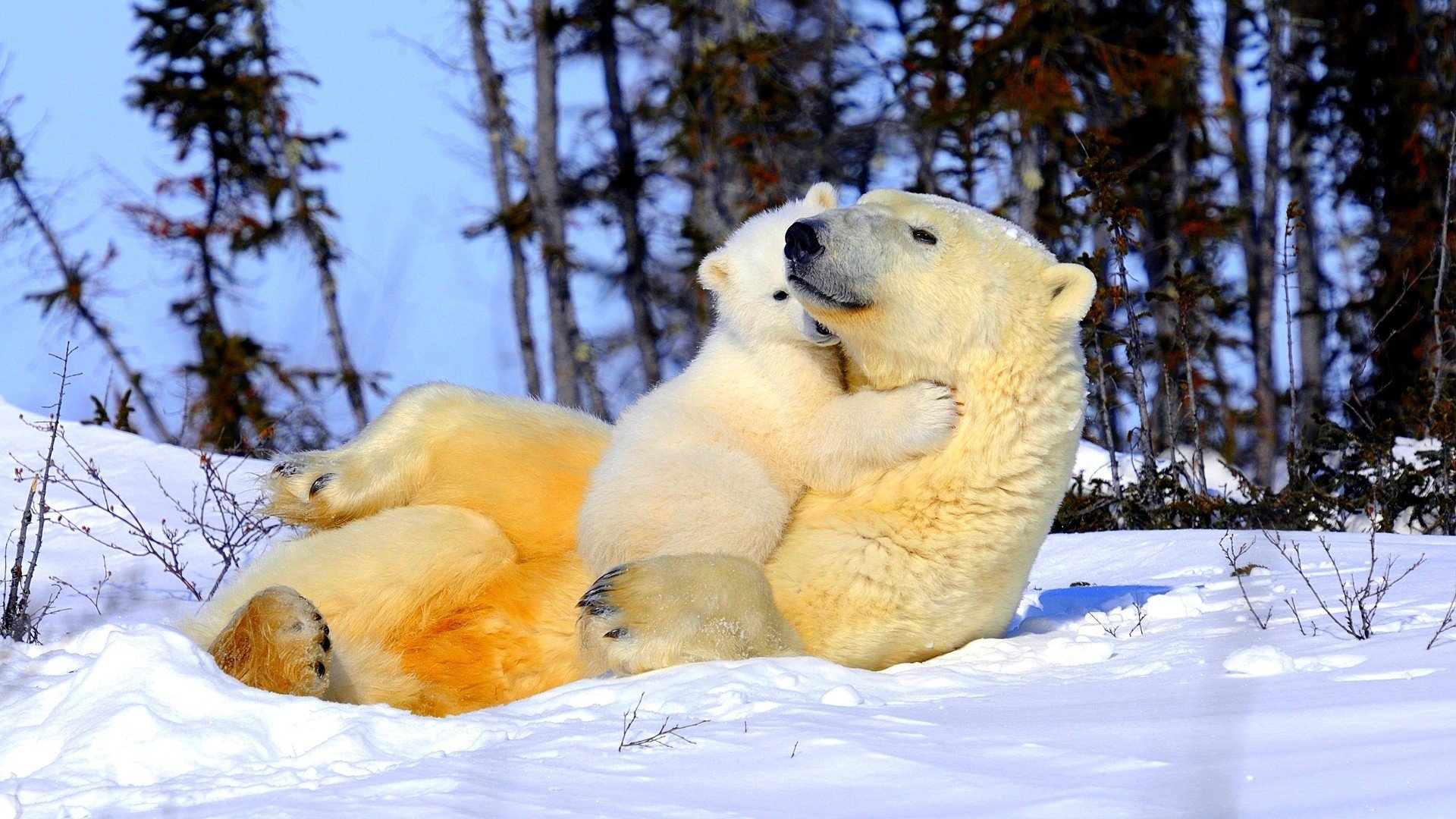 ours polaires ours en peluche maman tendresse neige belette arbres