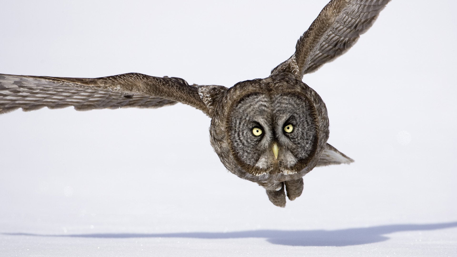 pájaro búho vuelo invierno nieve alas sombra