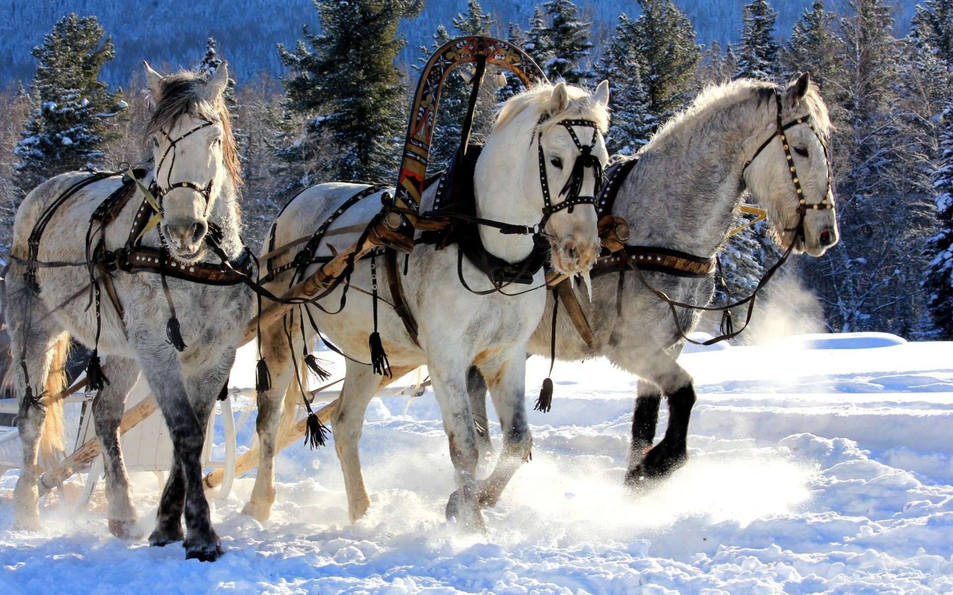 white horse triple forest tree needles trio team wagon winter snow sledge