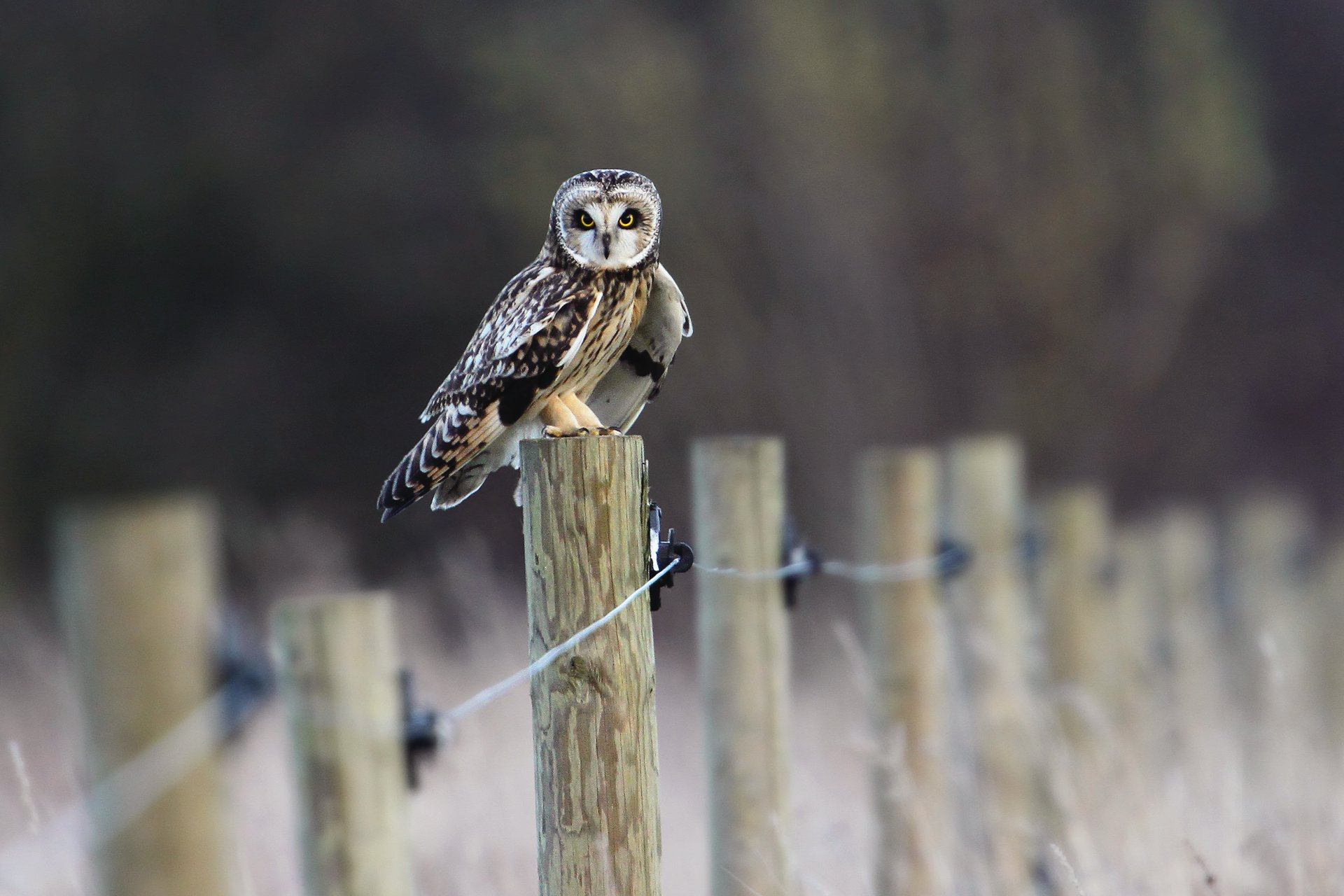 oiseau hibou clôture champ