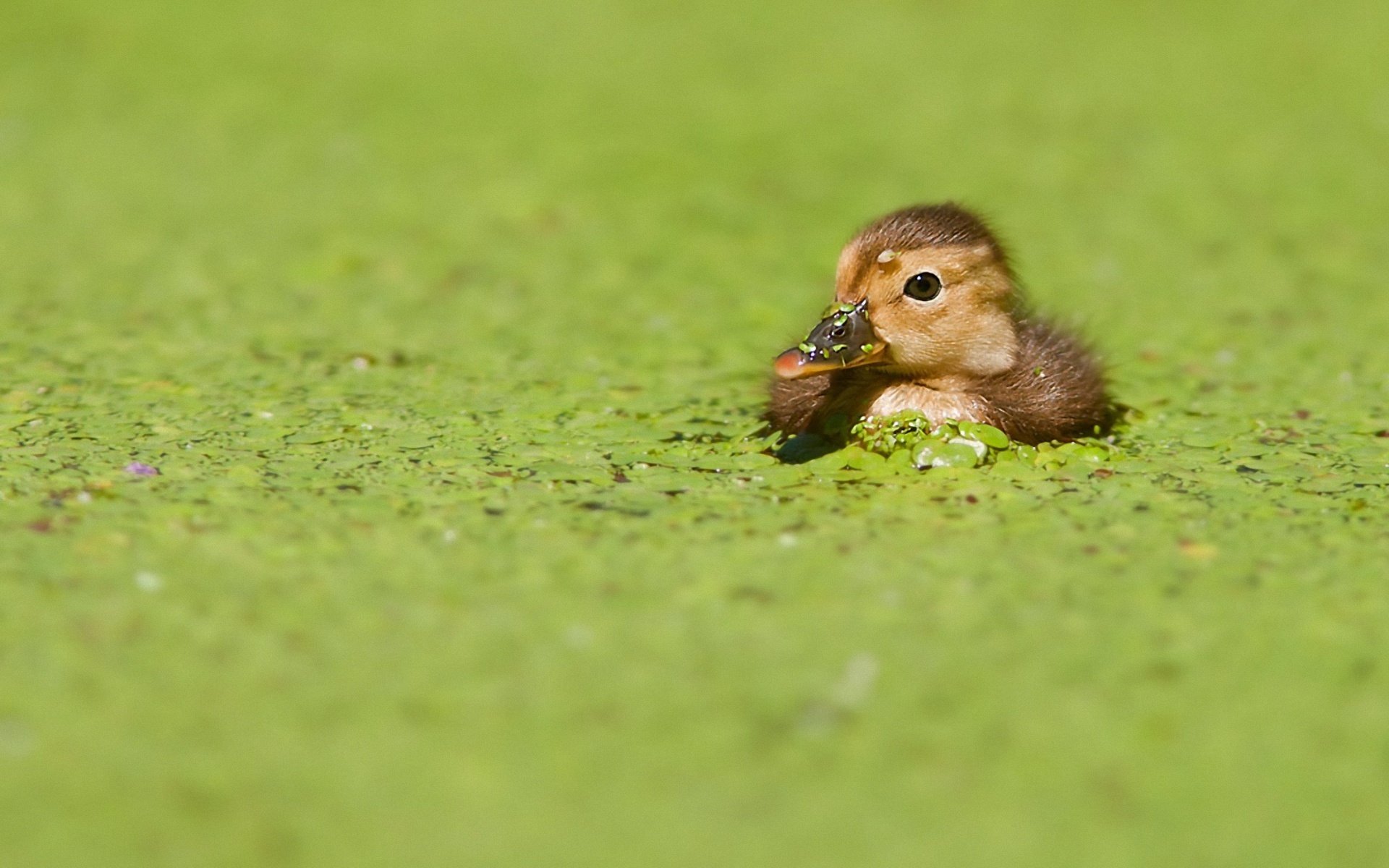 entlein vogel grüns