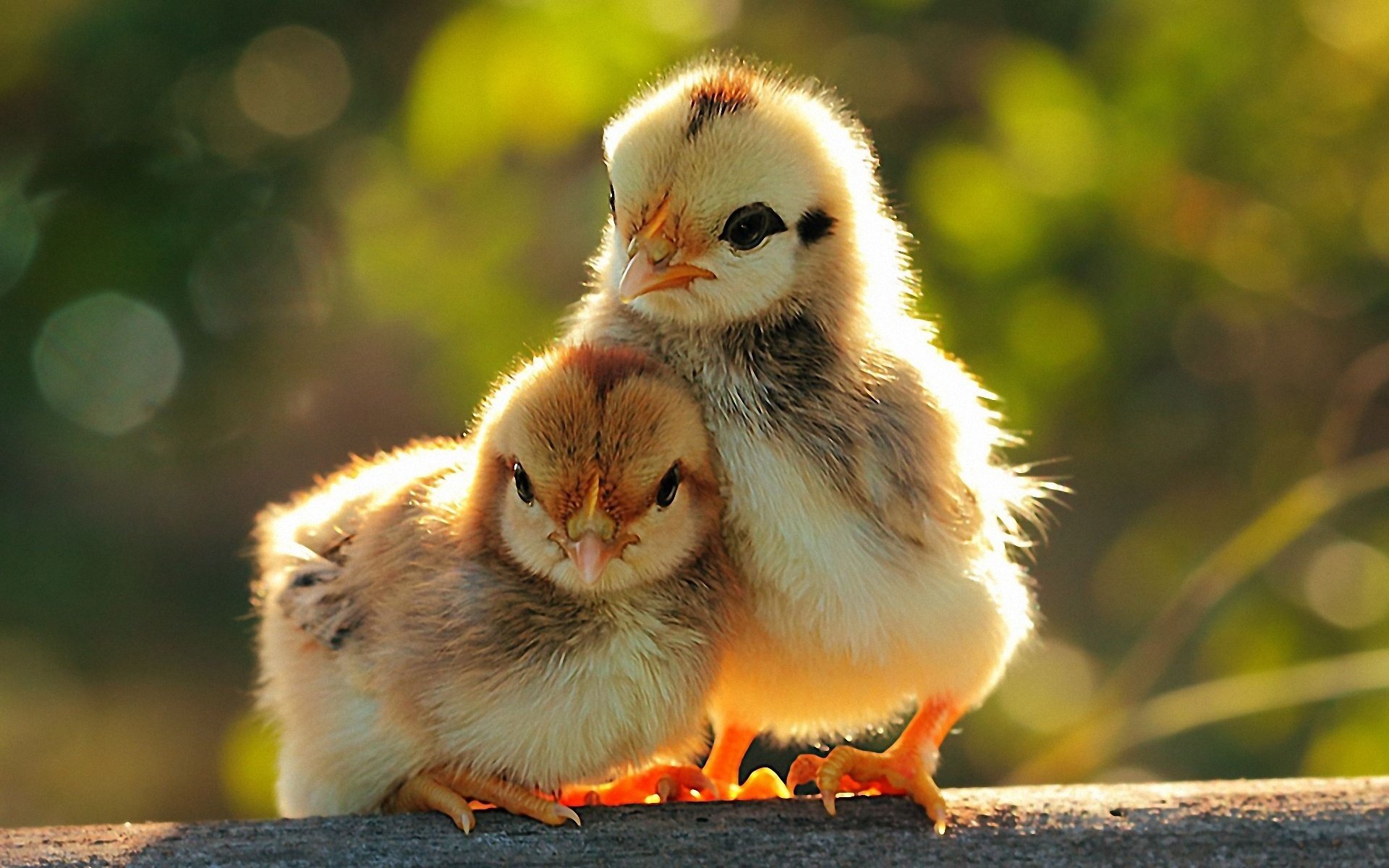 birds chicks chickens the pair