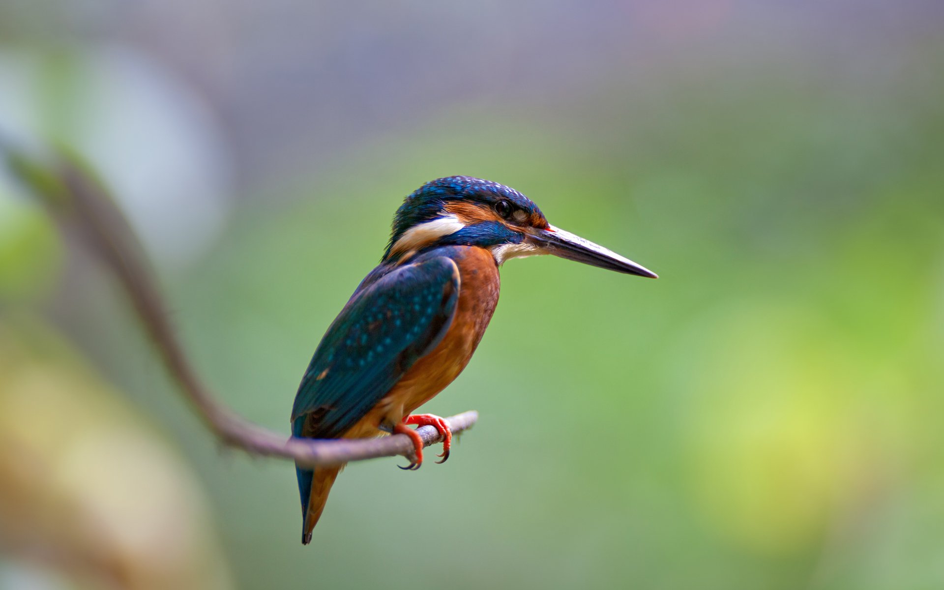 poultry branch common kingfisher alcedo atthis kingfisher