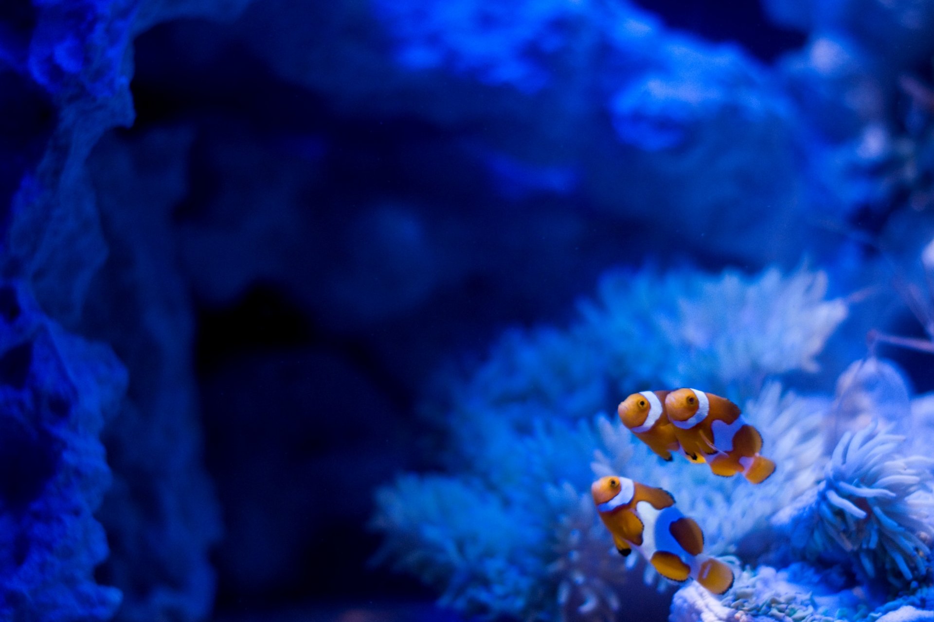 acquario rocce alghe pesci pagliaccio