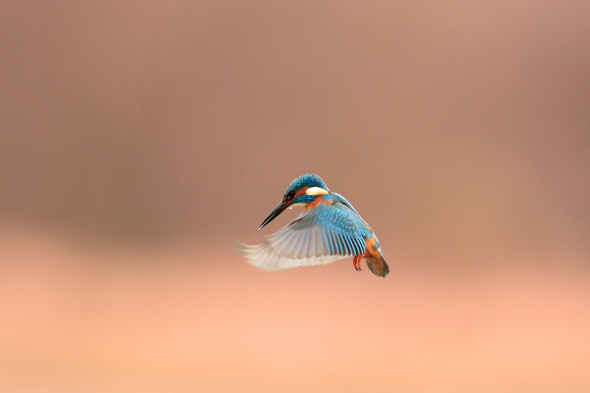 oiseau martin-pêcheur alcedo atthi