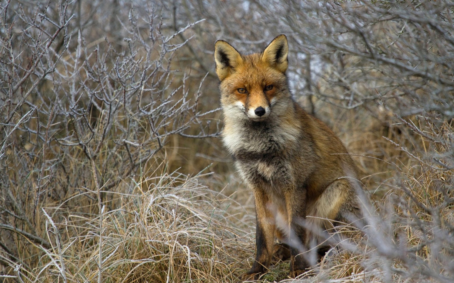 fuchs fuchs gras büsche