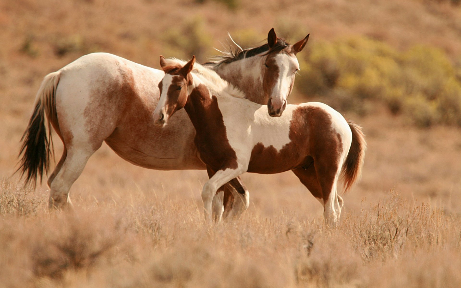 animaux cheval chevaux cheval chevaux poney étalon étalons chevaux deux nature brun