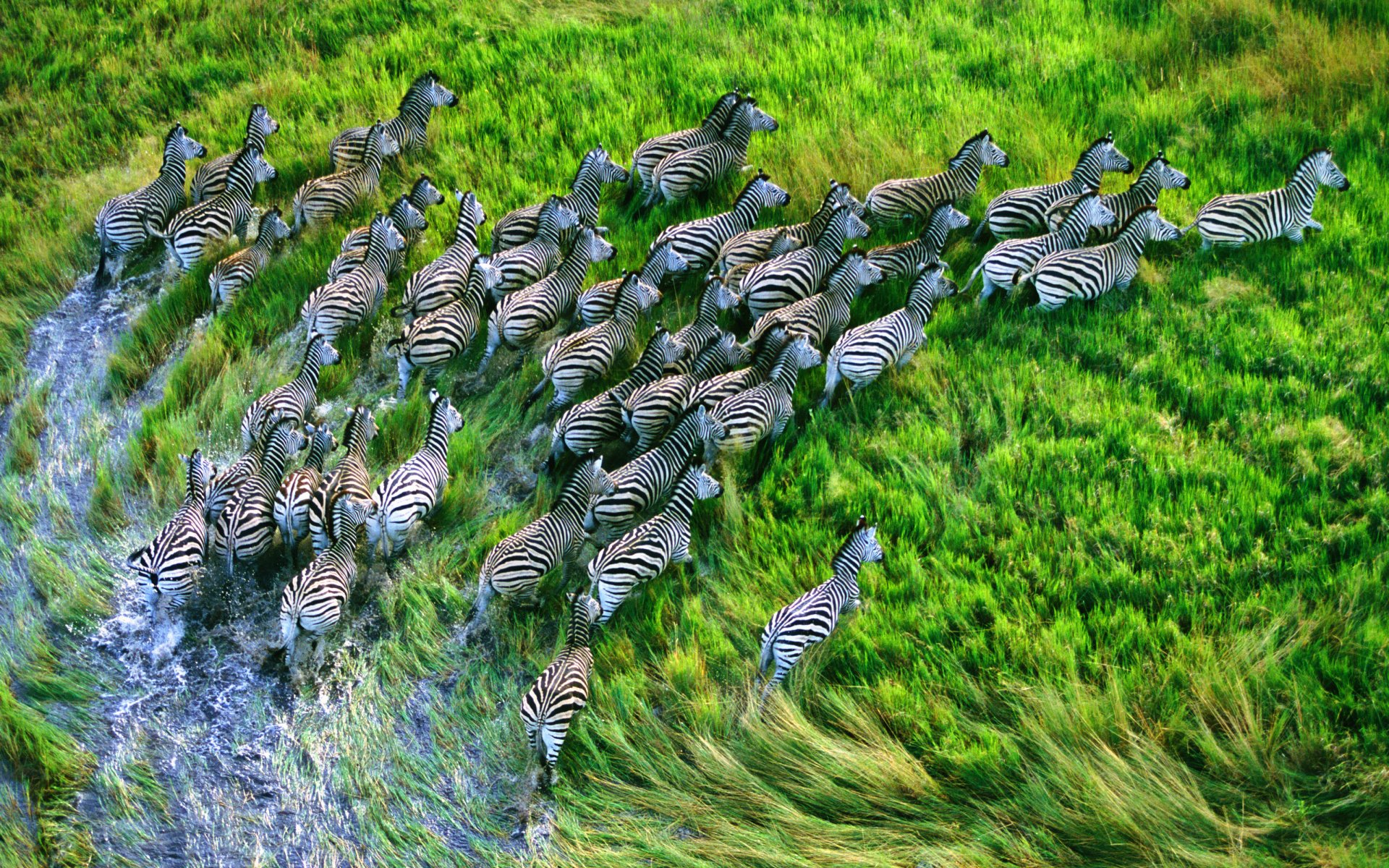 mountain lion apple zebra grass retina