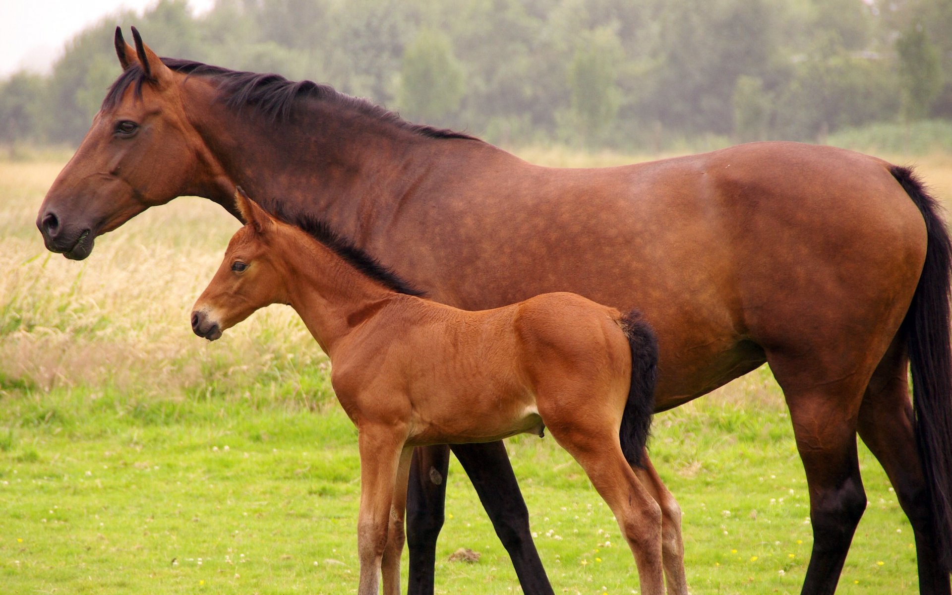 horse bay foal