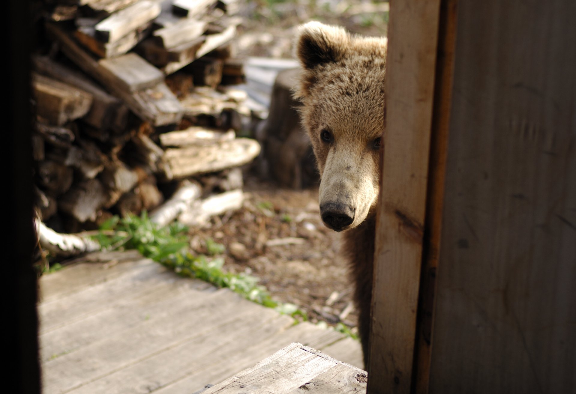 bär bär kam zu besuchen haus brennholz nase tier hintergrundbilder