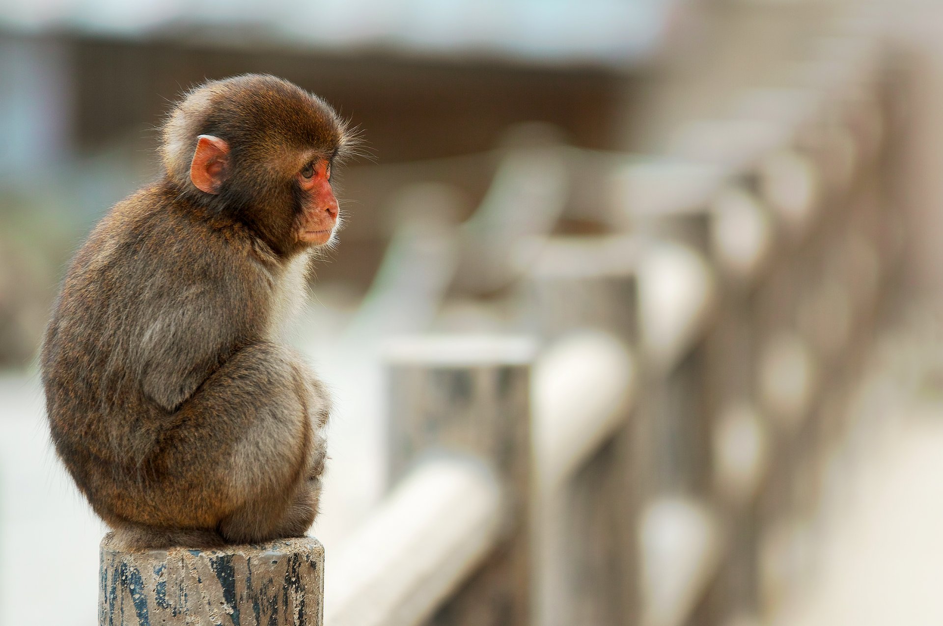 singe macaque petit assis