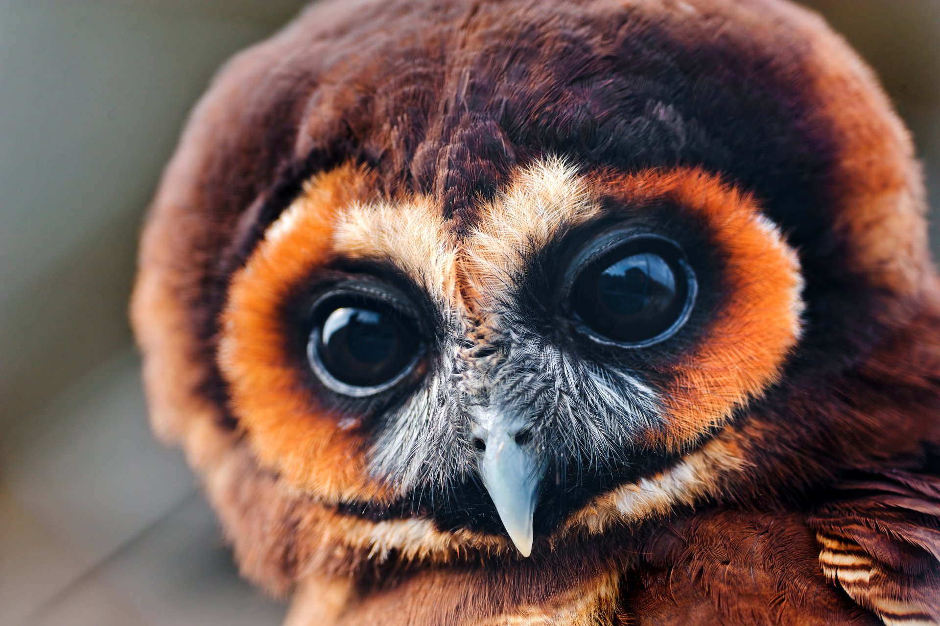 owl owlet eyes large watch