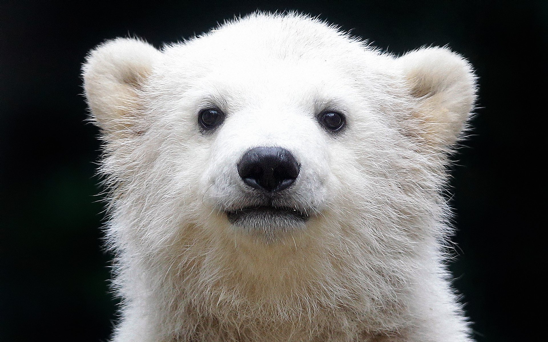 oso polar oso polar oso del norte oso de mar oshkui ursus maritimu