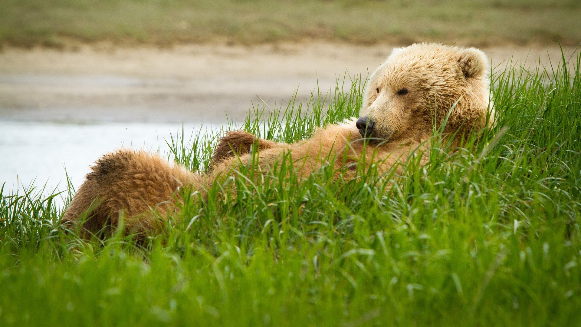 oso grizzly hierba