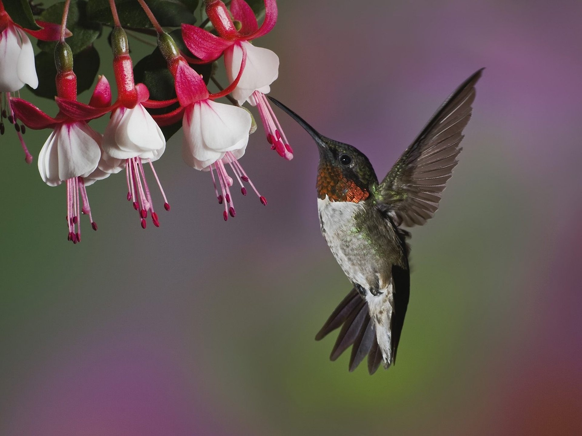 poultry hummingbird flower fuchsia close up