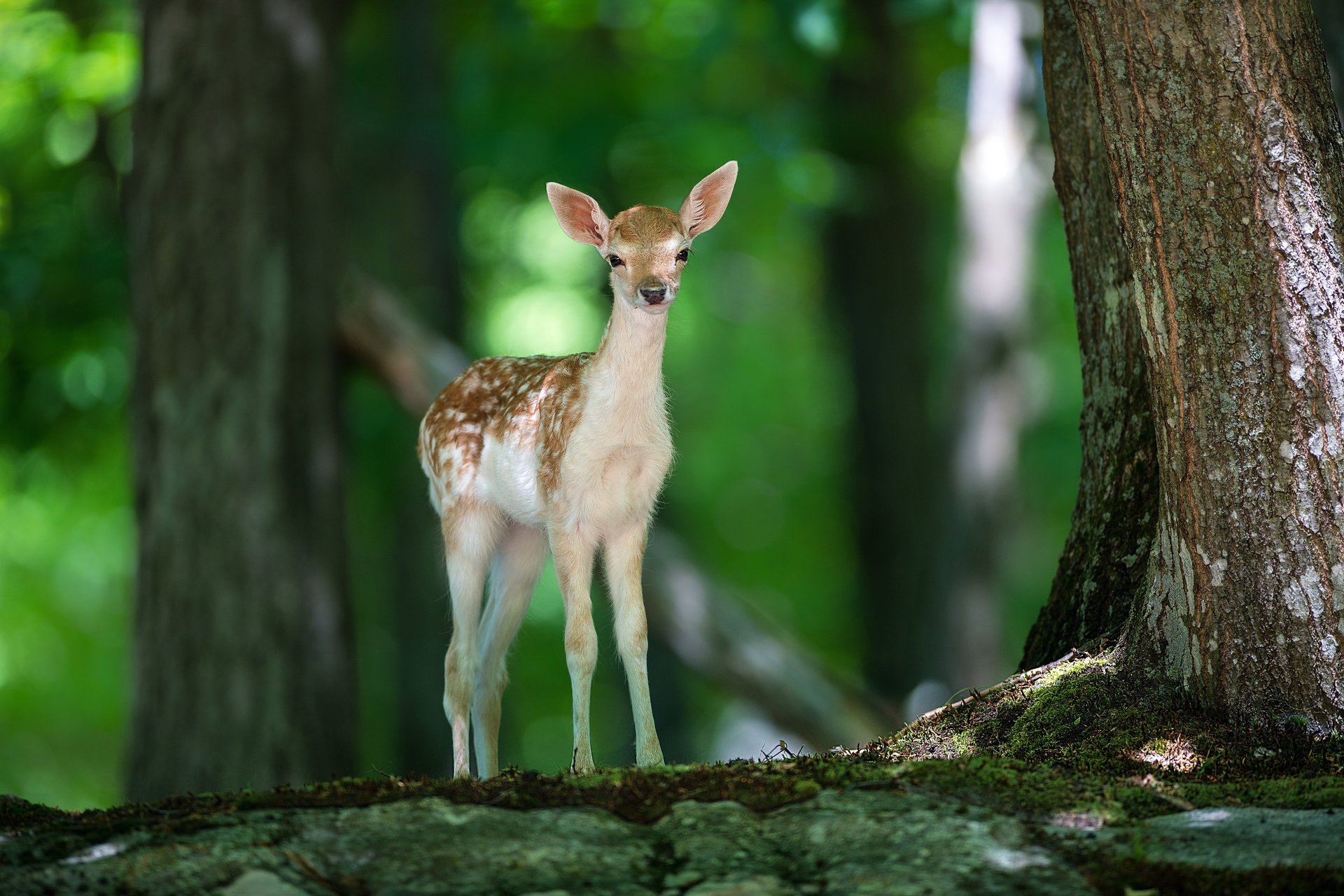 bambi hirsch wald natur tier