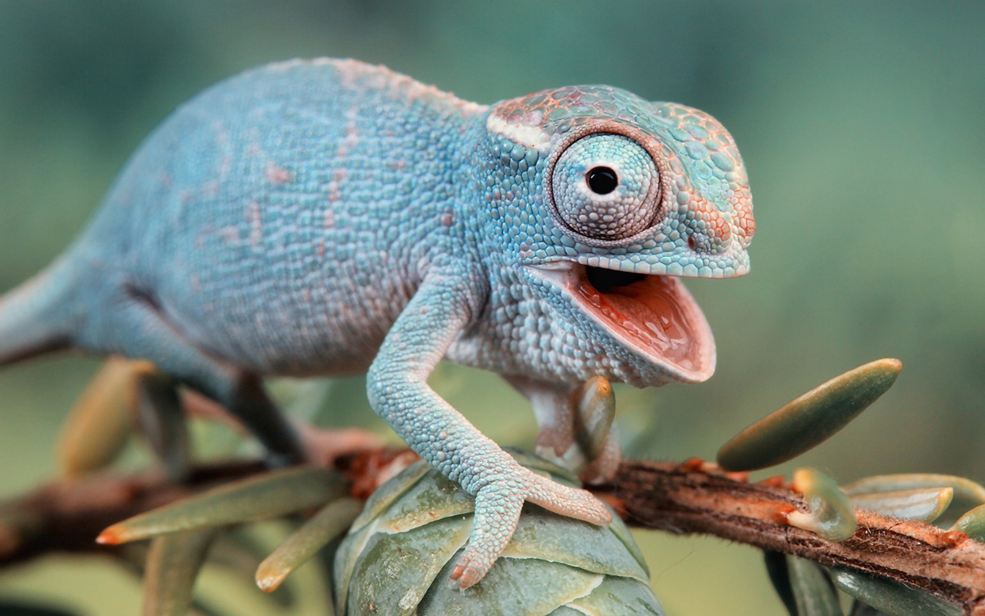 chameleon lizard raptor branch close up nature fauna