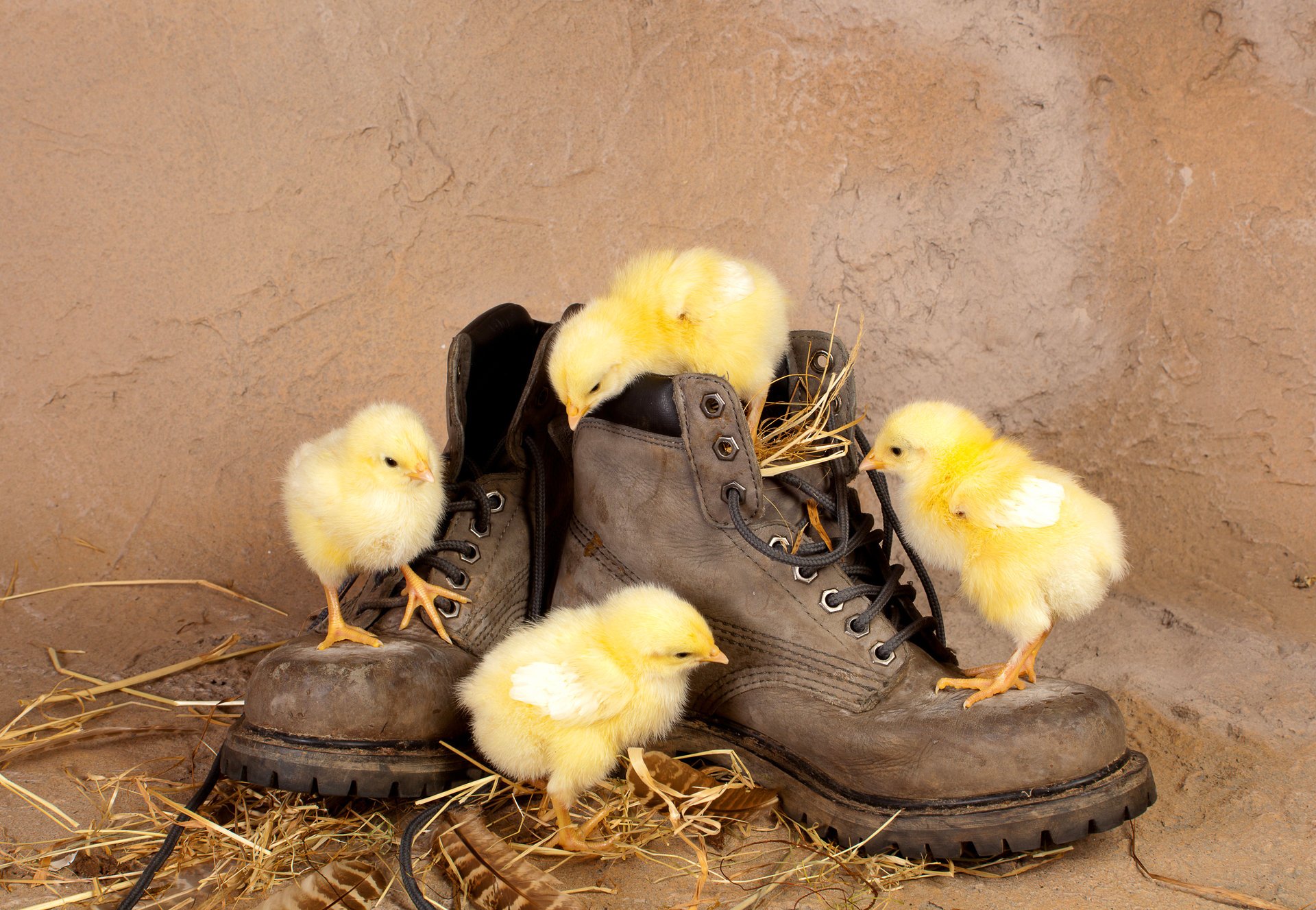 chickens chicks shoes straw curiosity