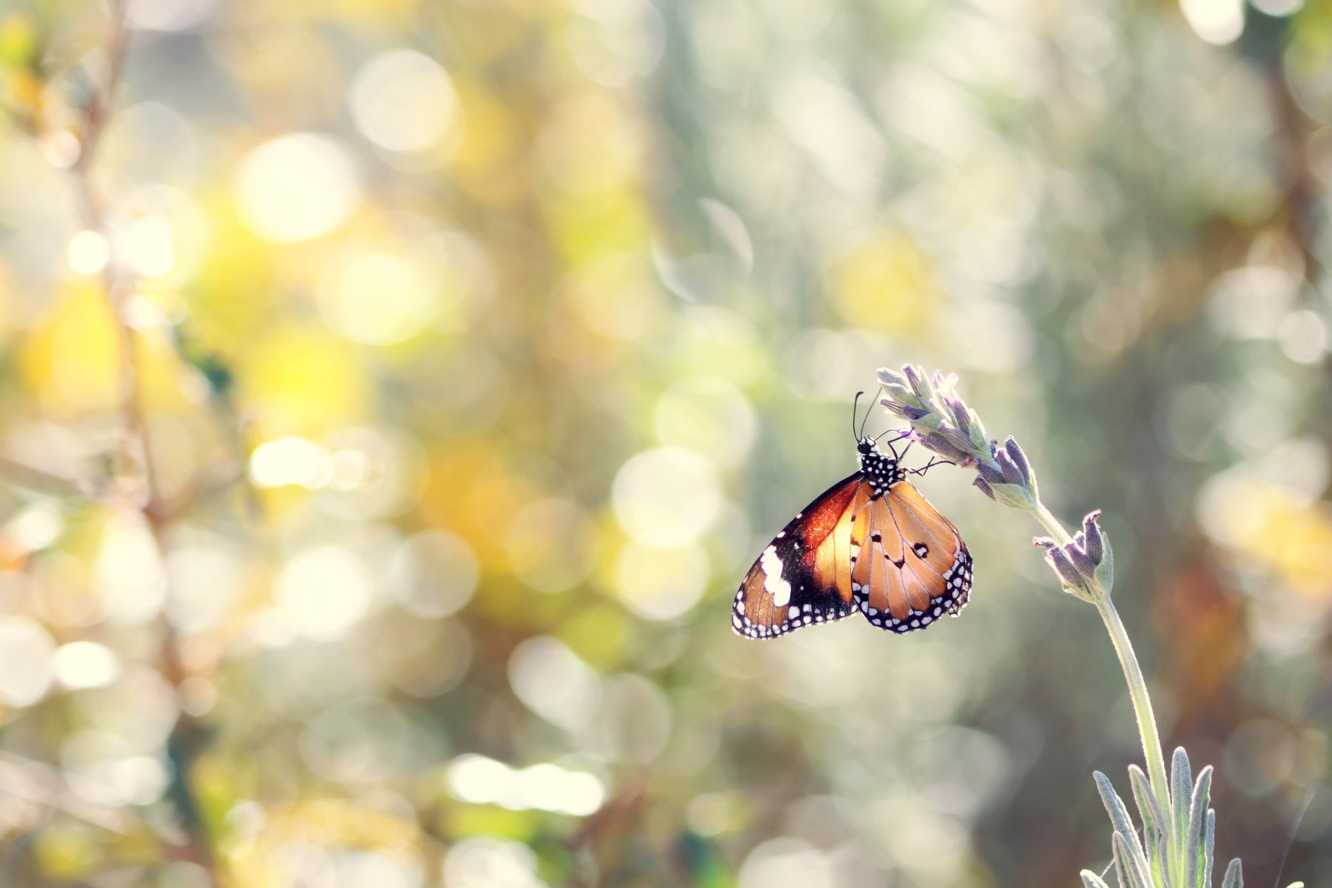 butterfly insect lavender flower summer nature bokeh close up