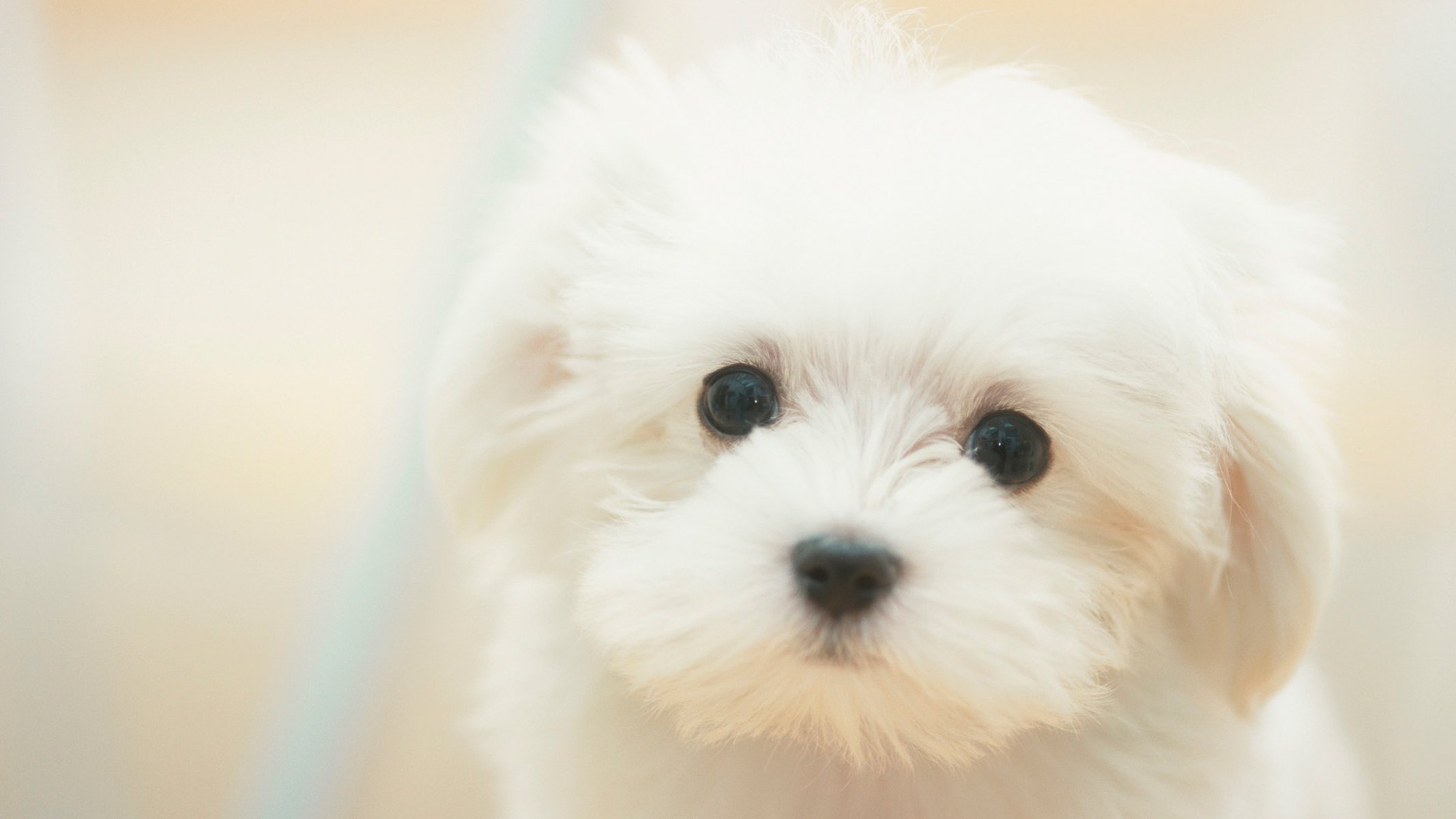 chien blanc jardin rêveur chiot mignon blanc triste rêveur