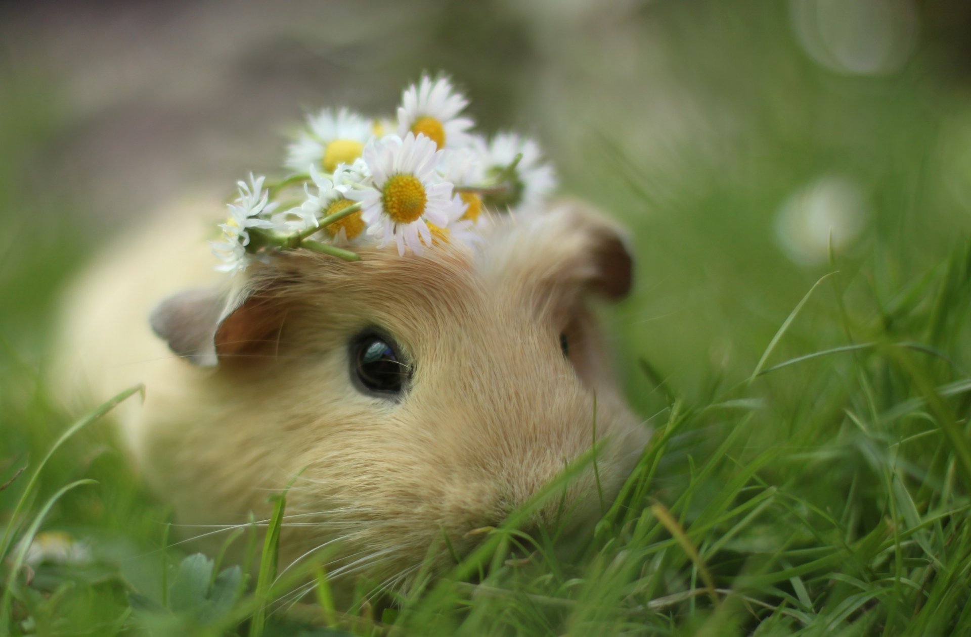 cavia erba margherite corona fiori macro muso roditore