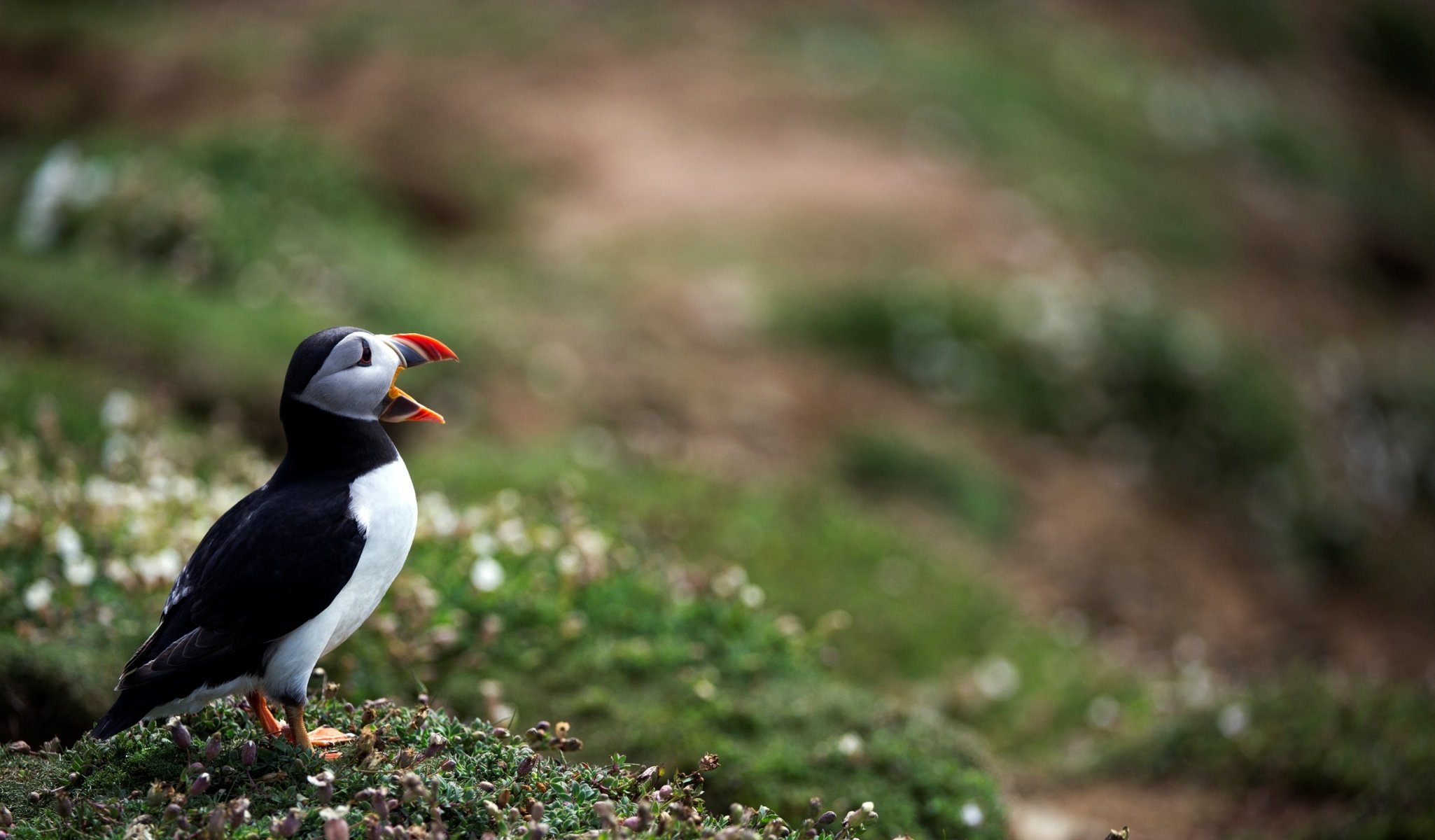 pájaro frailecillo atlántico foto bokeh desenfoque