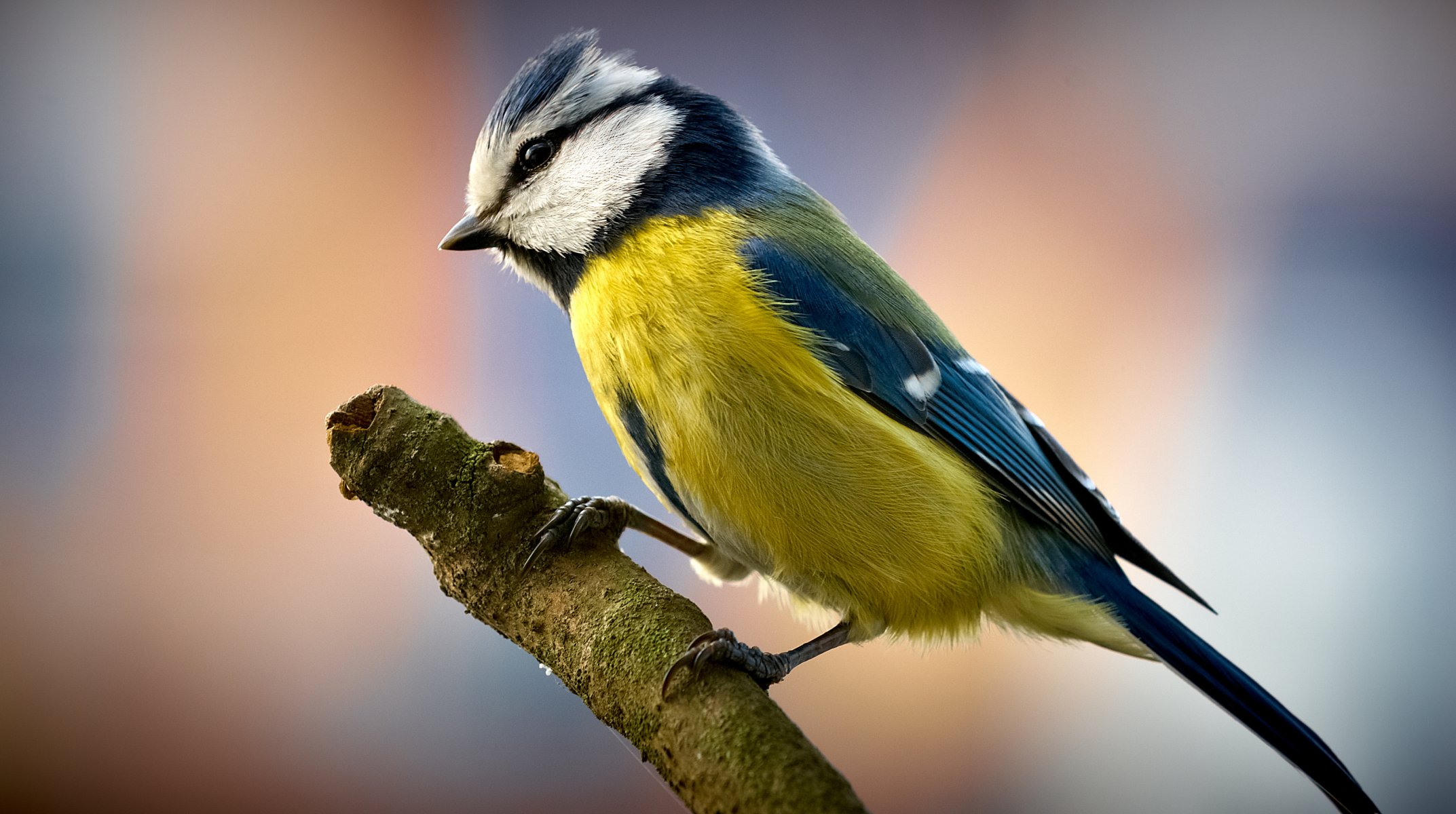 oiseau mésange branche