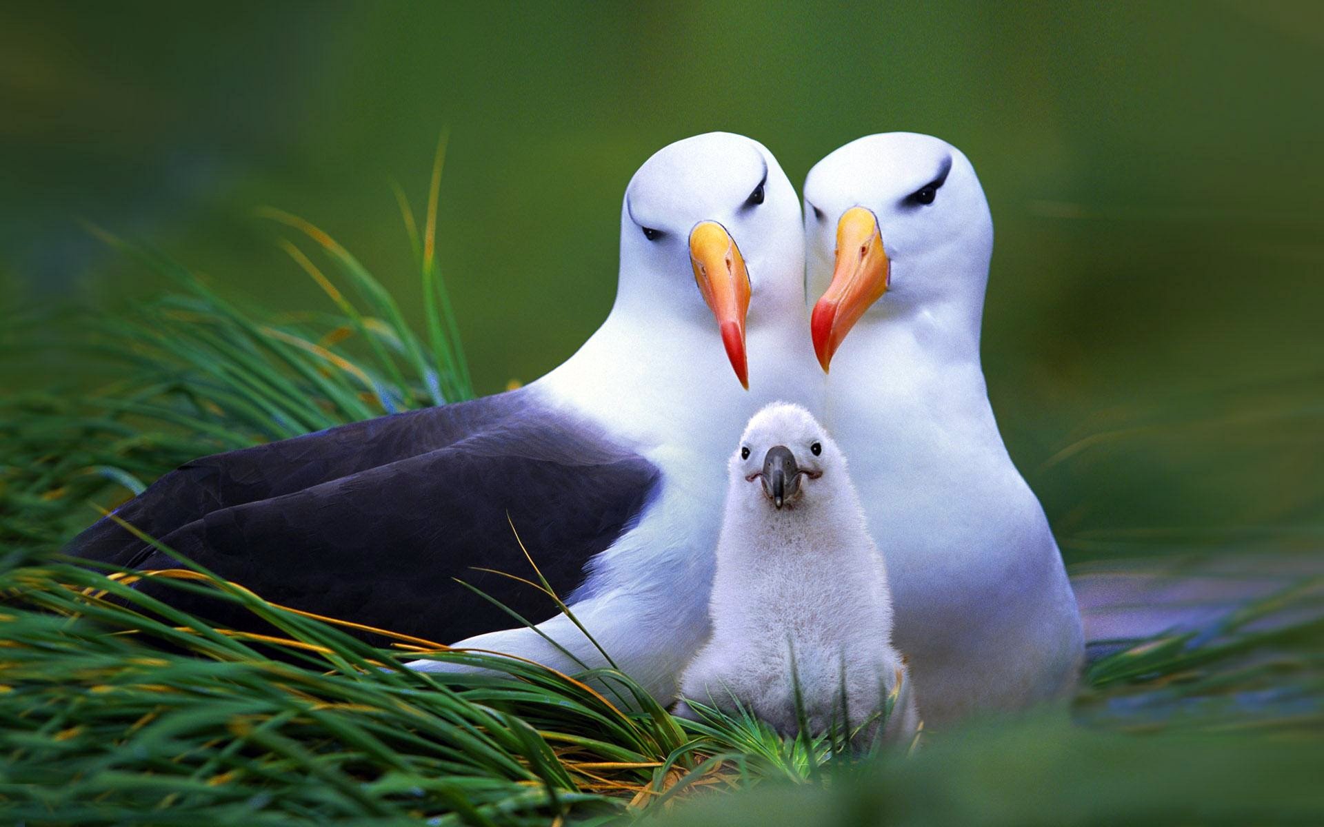 fond herbe nid oiseaux famille poussin trio