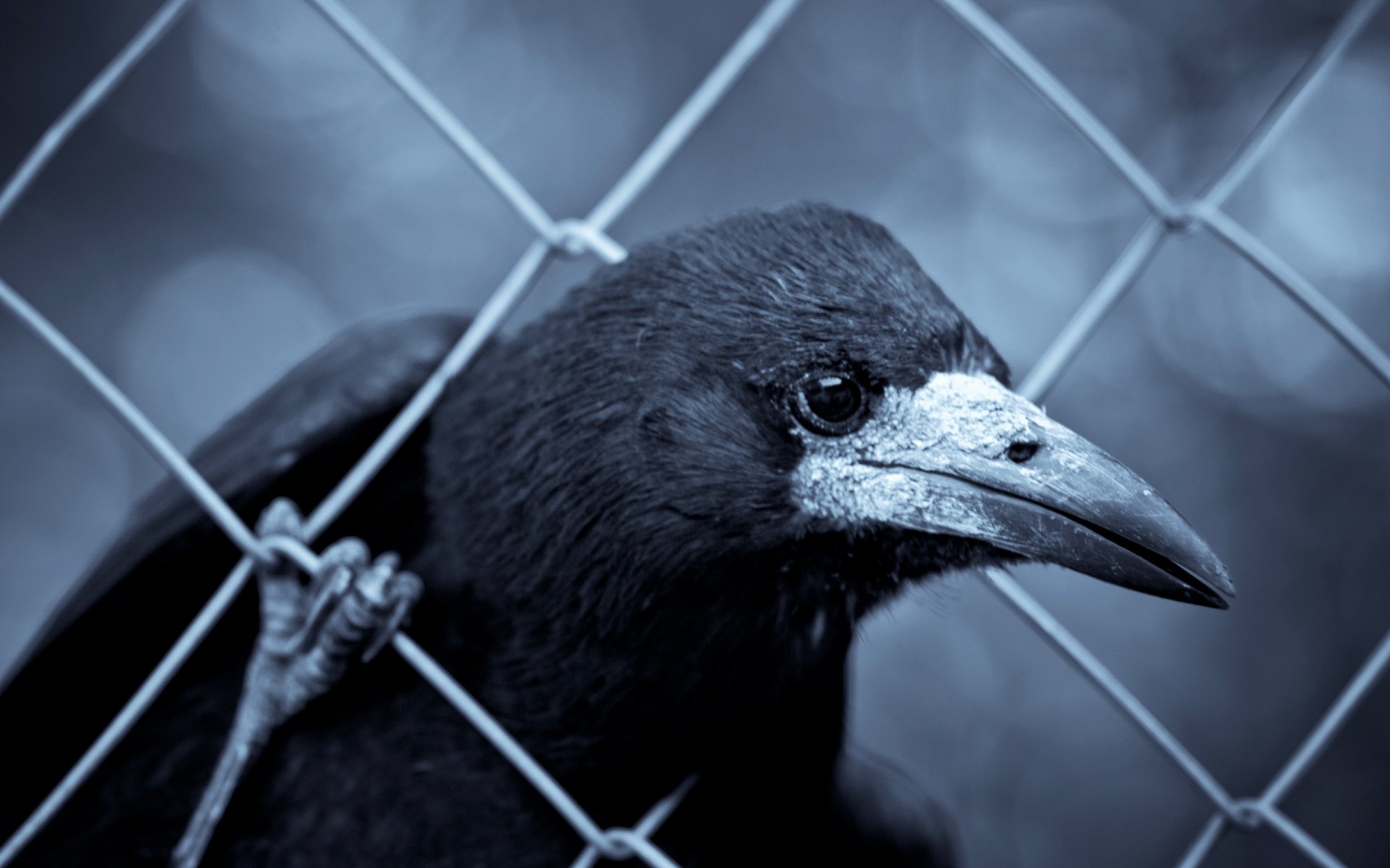 corbeau clôture gros plan