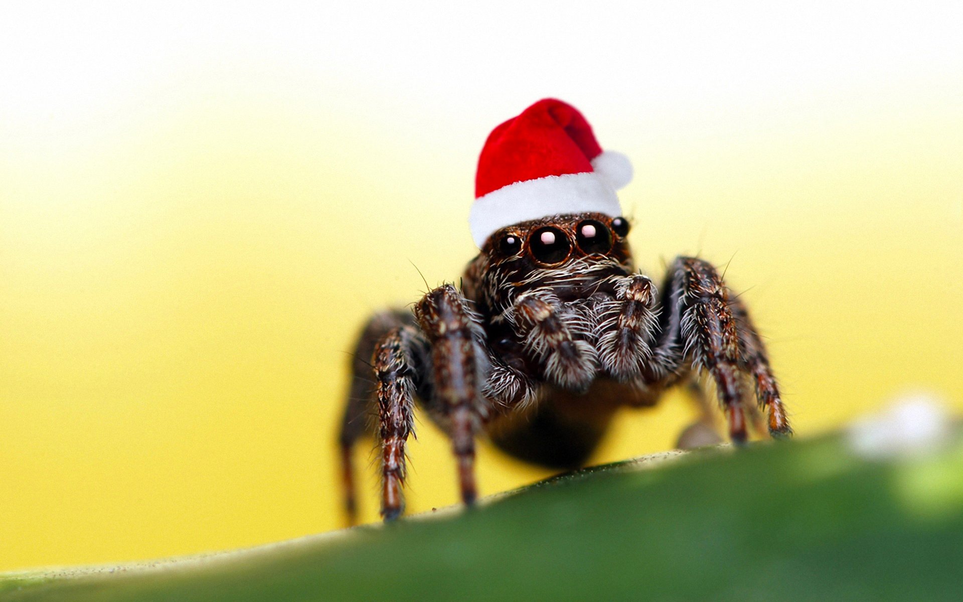 pider christmas hat eye