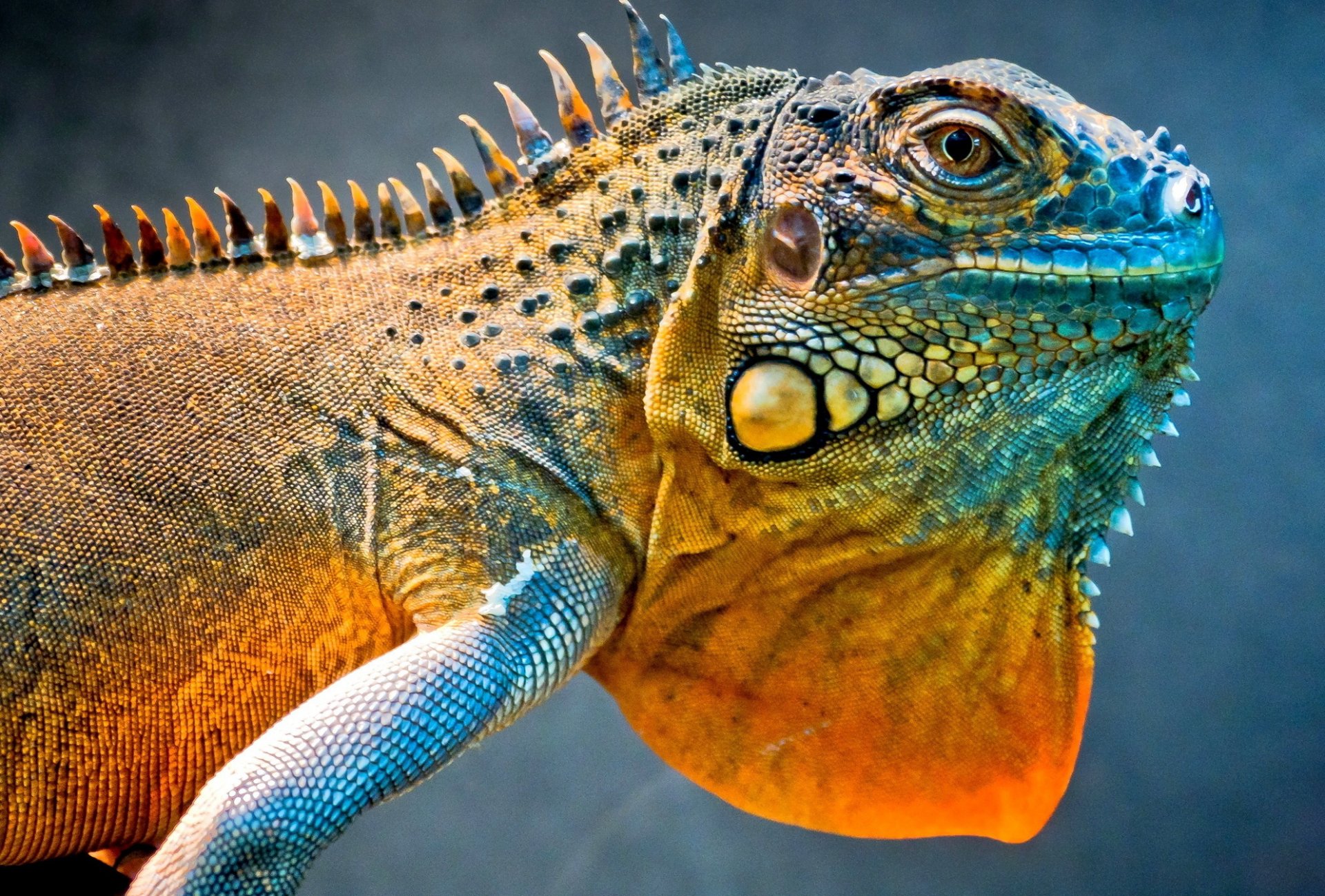 lucertola iguana drago