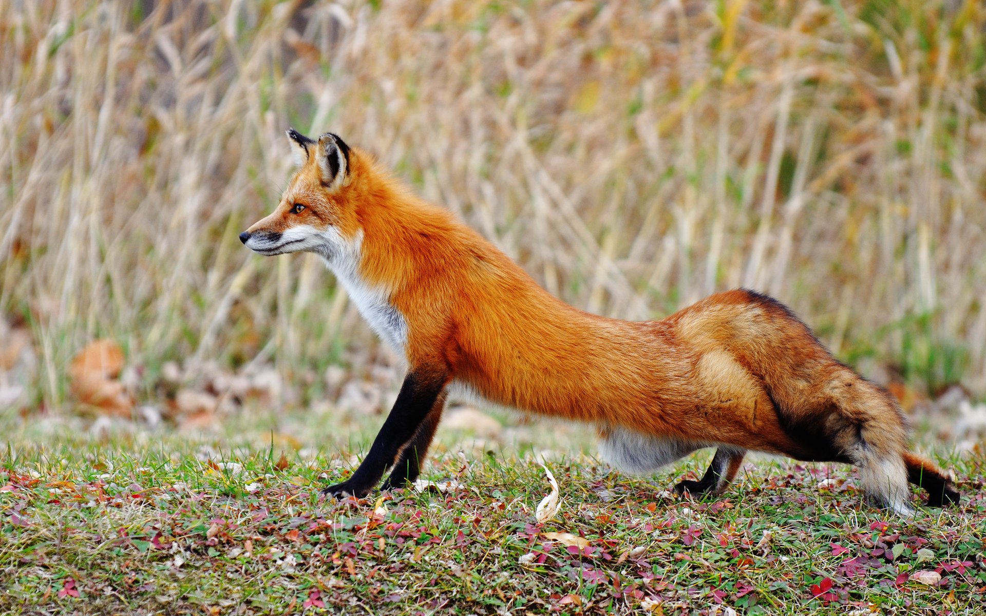 fuchs gezogen bein lichtung herbst