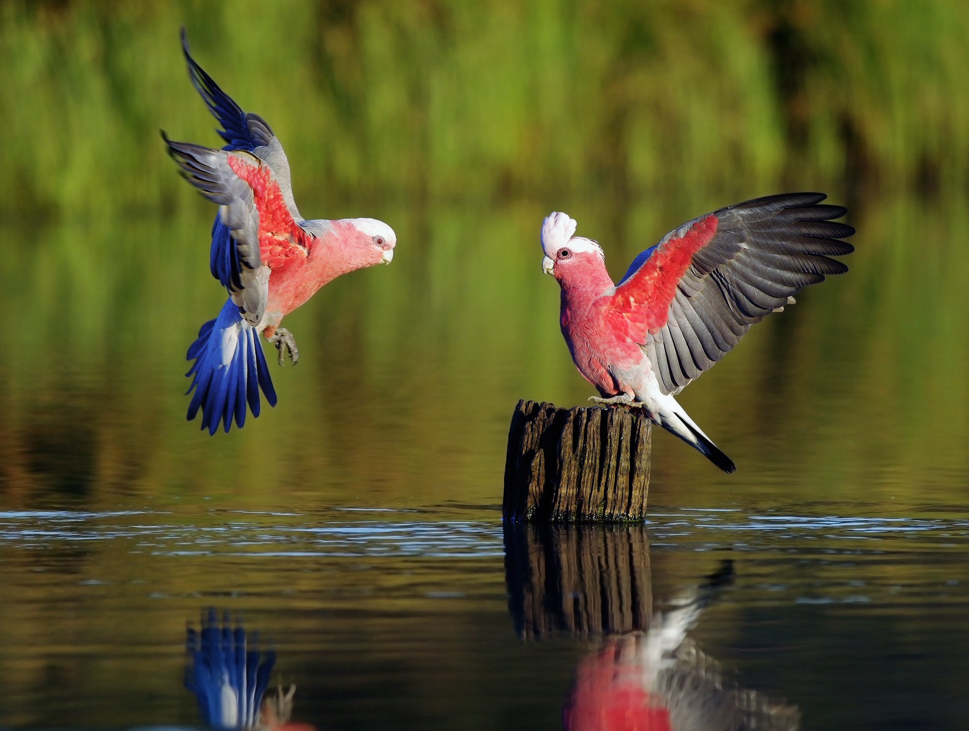 oiseaux perroquets jeux rivière romarin