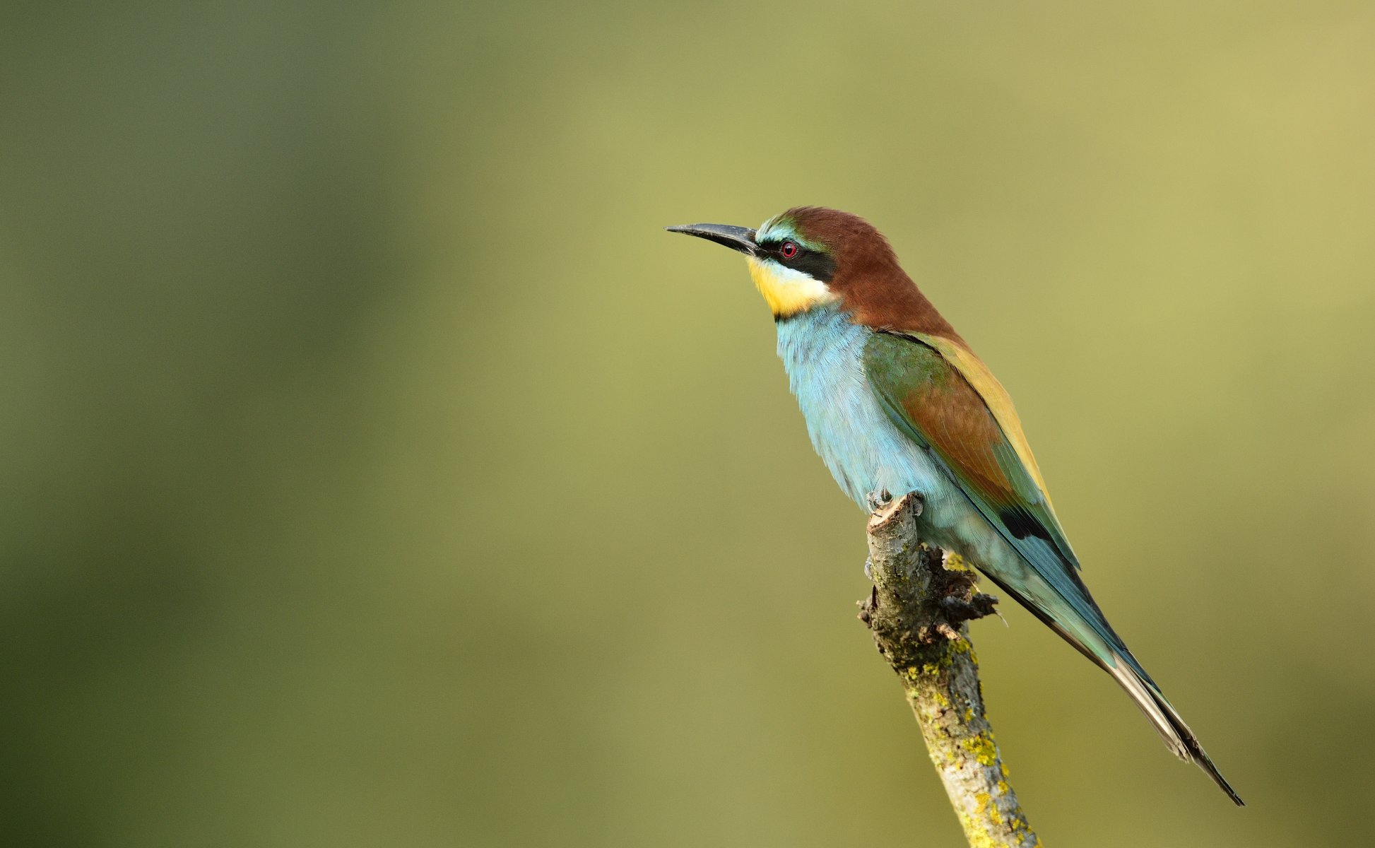 poultry eater golden bee-eater