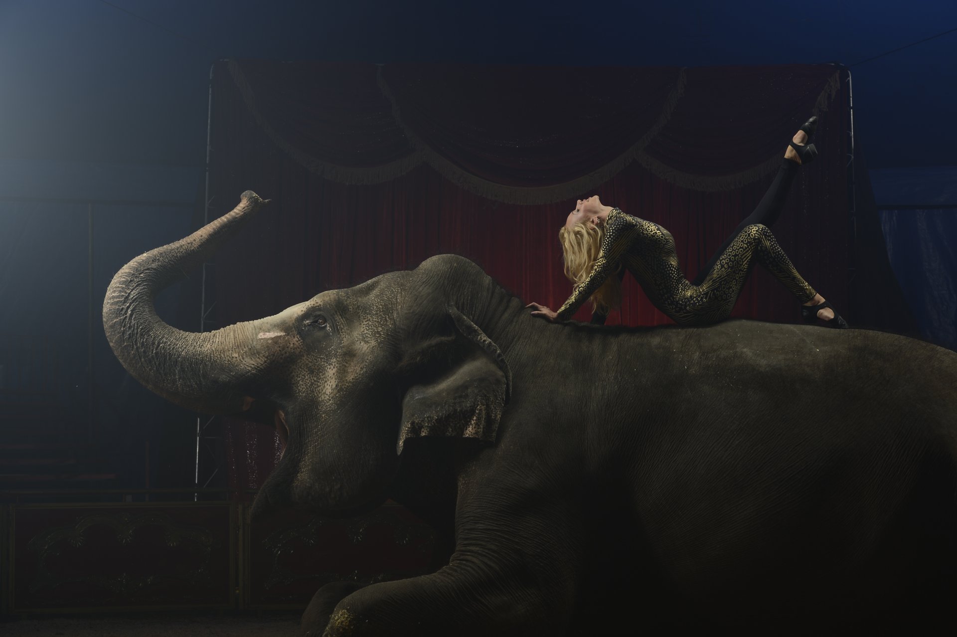 elephant gymnast circus arena