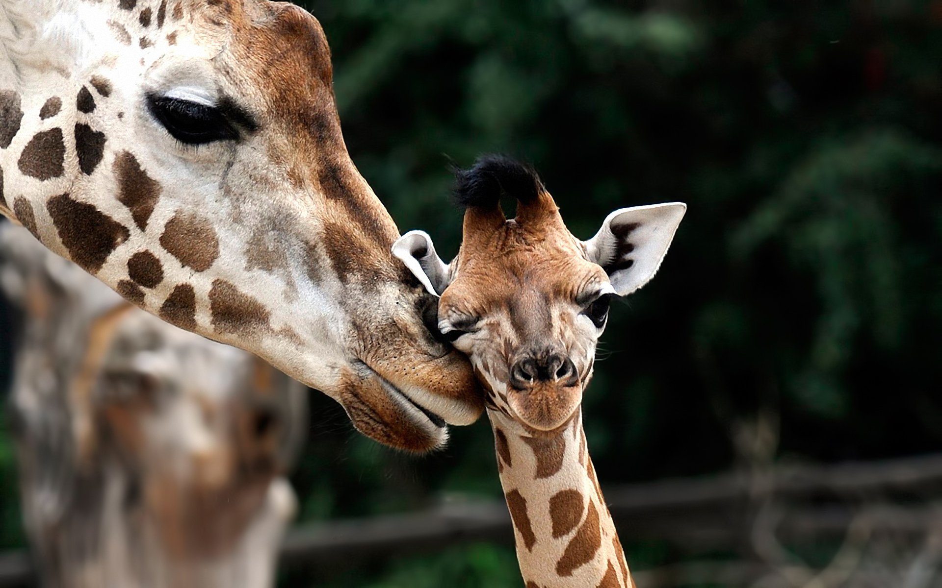 giraffe giraffa camelopardalis baby