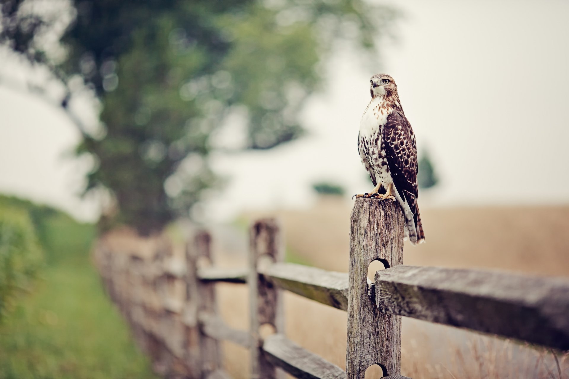 sokół płot bokeh