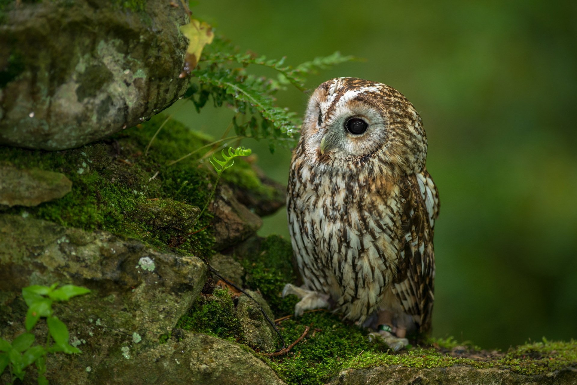 hibou forêt nature