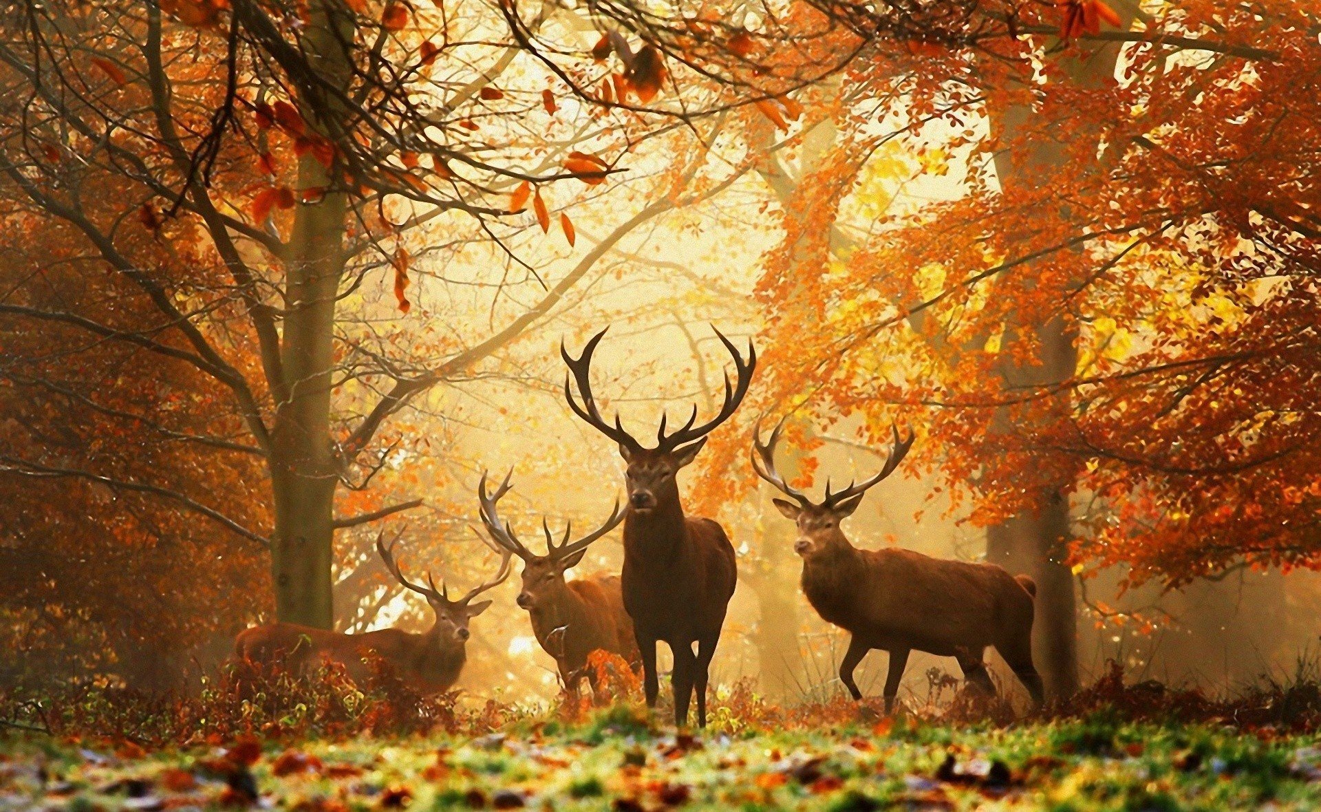 foresta autunno foglie gialle animali cervi corna